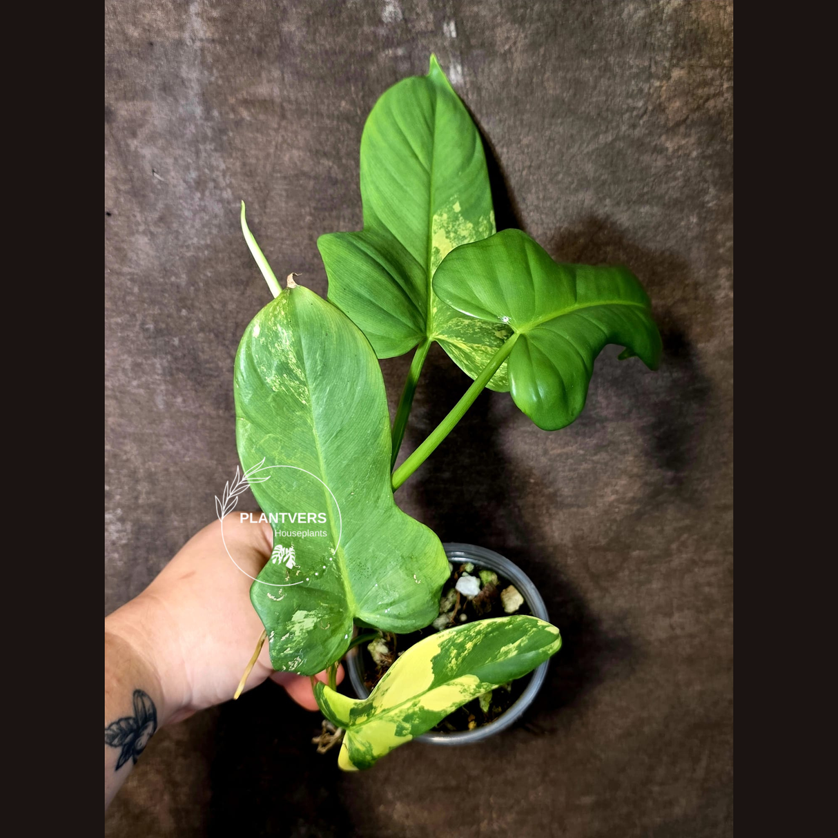 Varigated Philodendron Bipennifolium - Exact Collector Plant - (June-16-52)