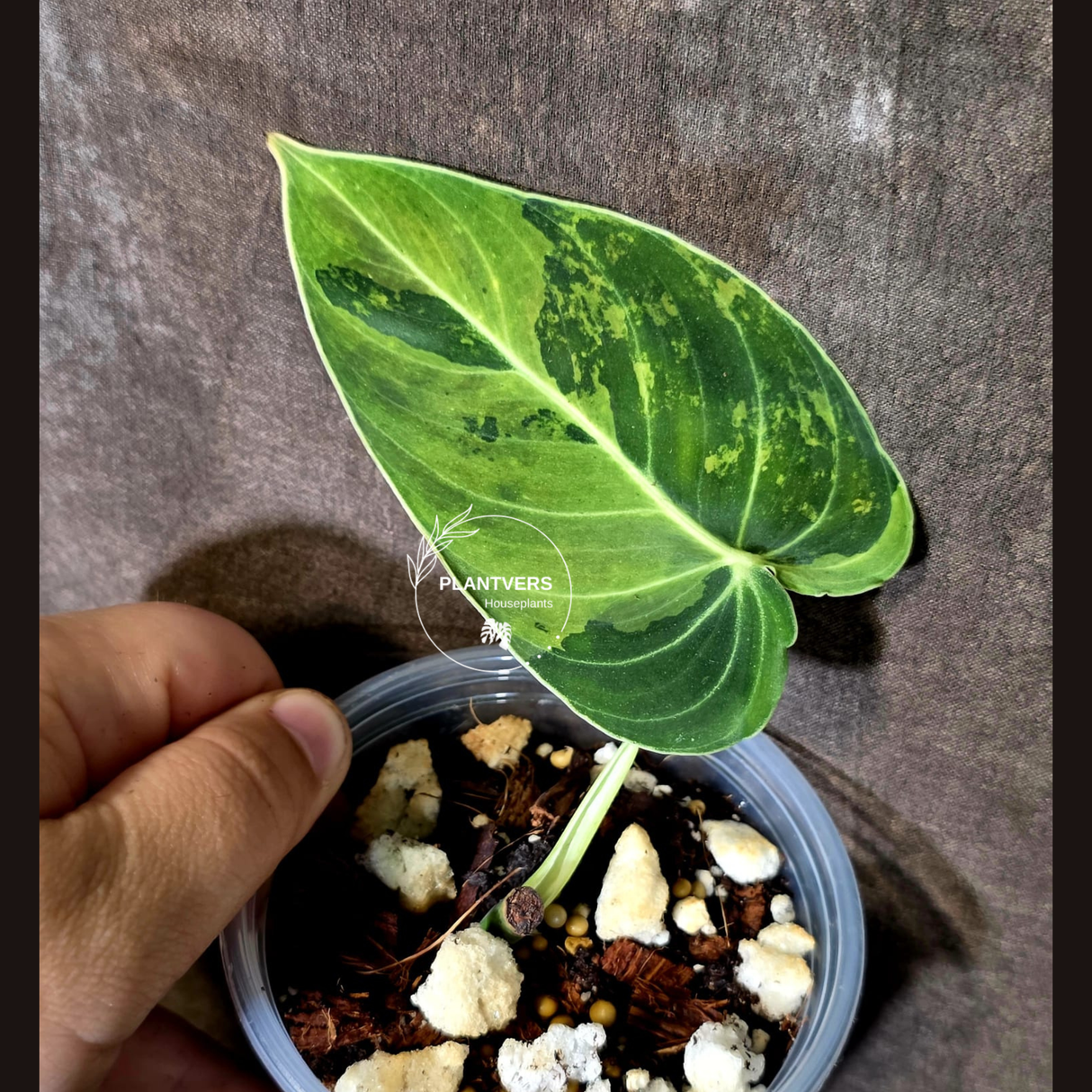 Philodendron Melanochrysum Variegated - Rare EXACT Plant - (June-16-43)
