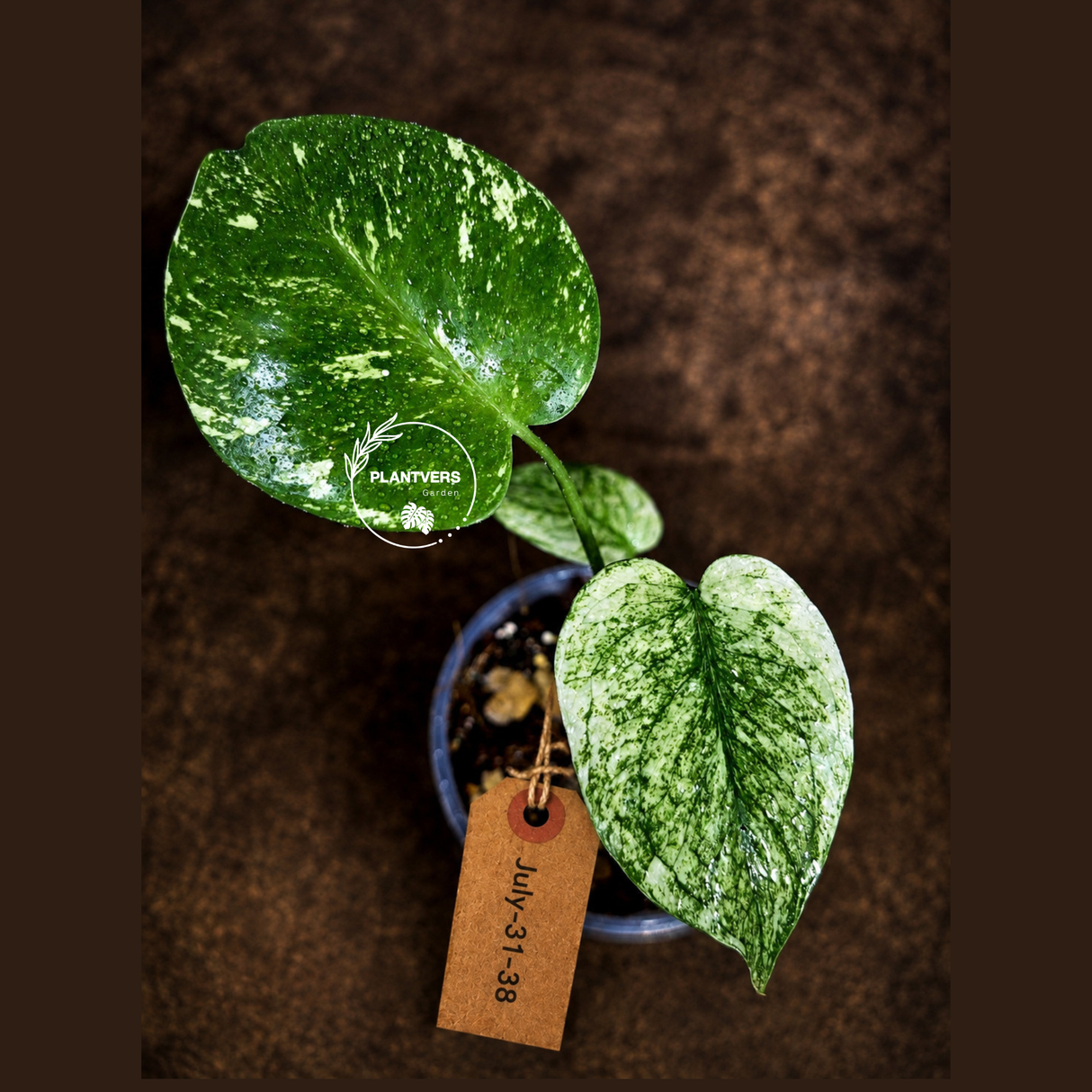 Monstera Deliciosa White Monster - Rare Monstera Beauty - (July-31-38)