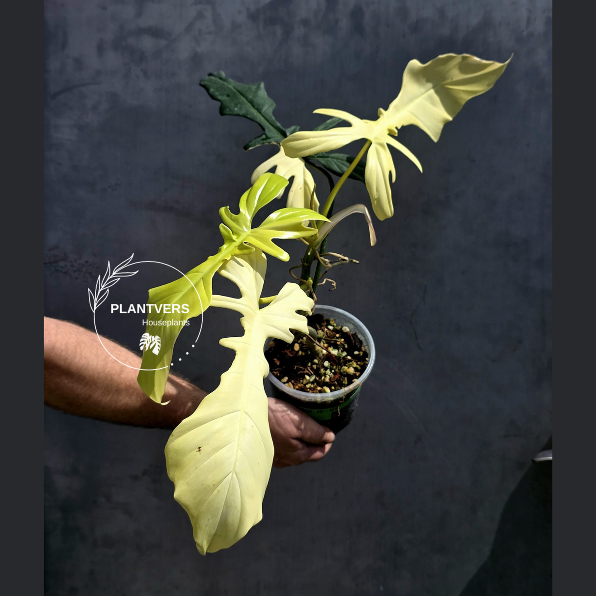 Philodendron Florida Beauty x Mayoi