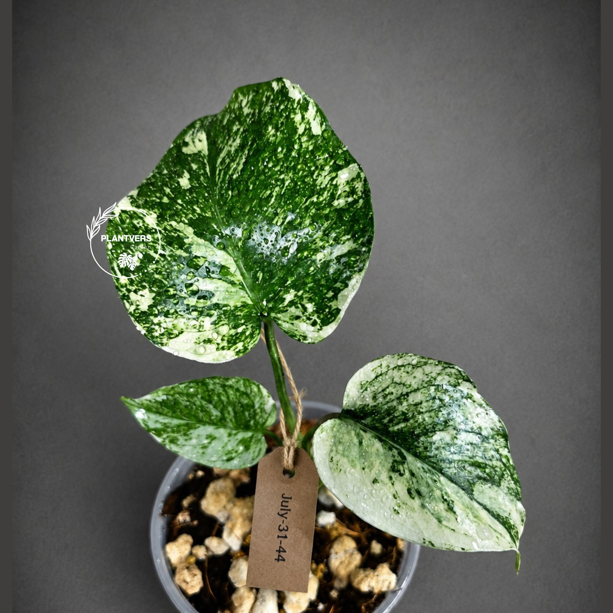 Variegated Monstera Deliciosa Mint - Exact Mint Monstera - (July-31-44)