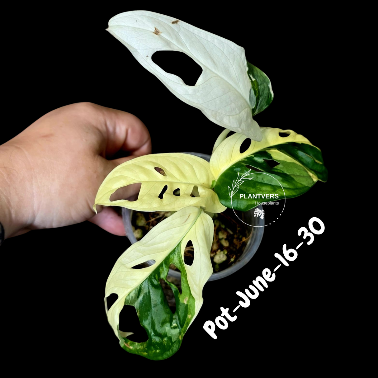 Variegated Monstera Adansonii Albo Plant - Rare Swiss Cheese EXACT Same Plant - US Seller