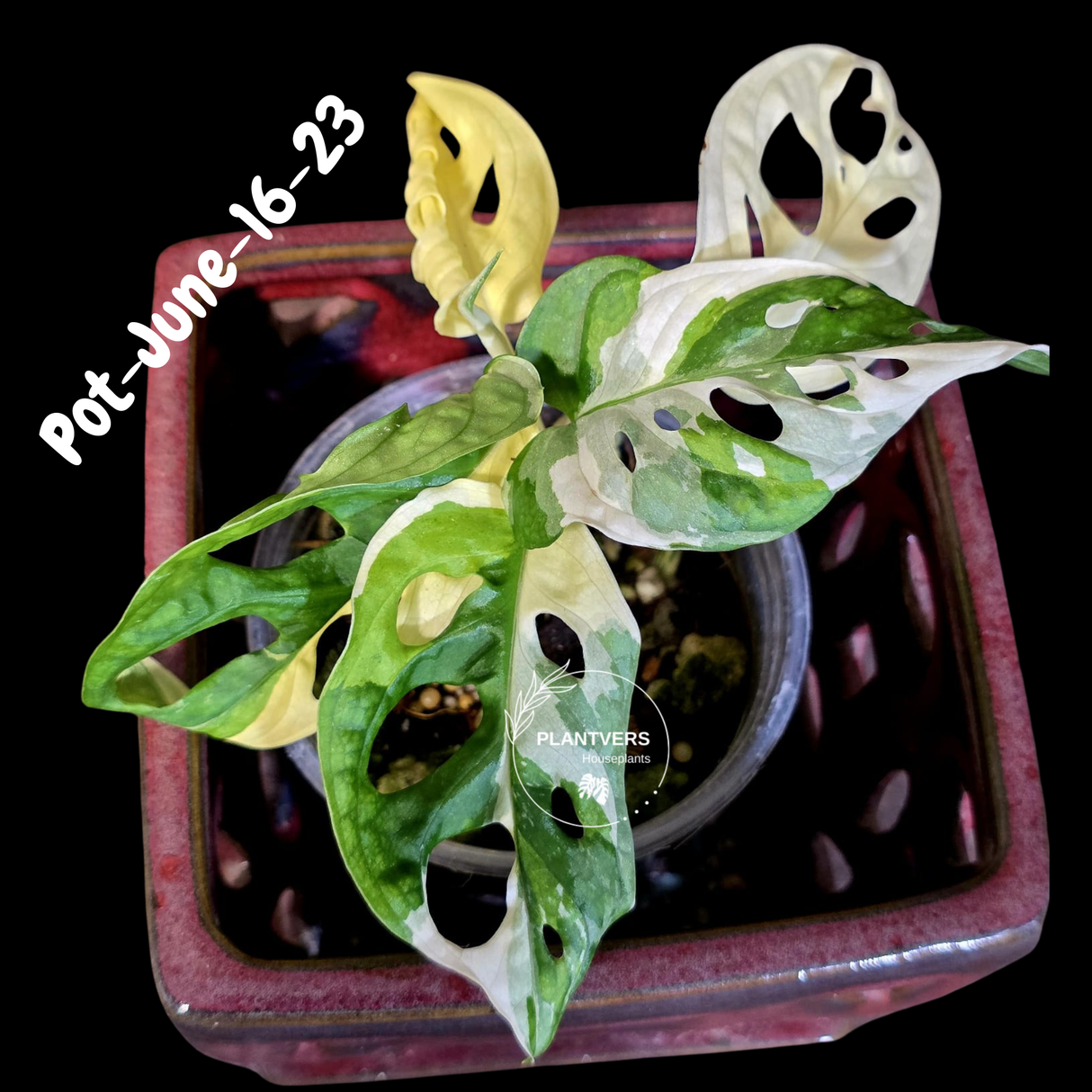 Variegated Monstera Adansonii Albo Plant - Rare Swiss Cheese EXACT Same Plant - US Seller