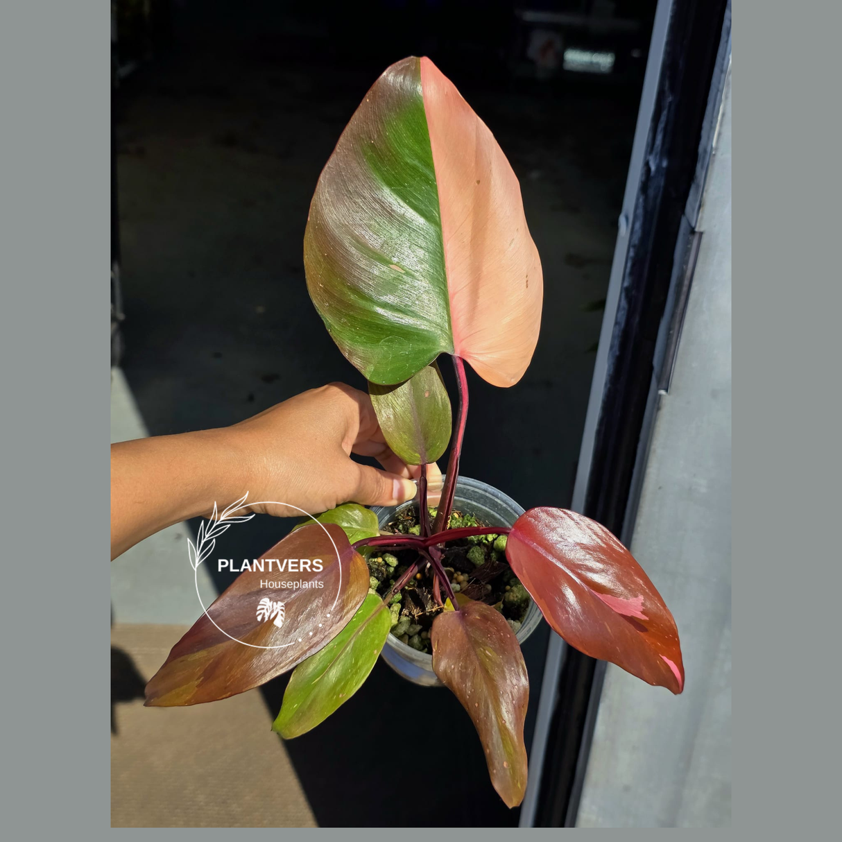 Rare Philodendron Persimmon Princess