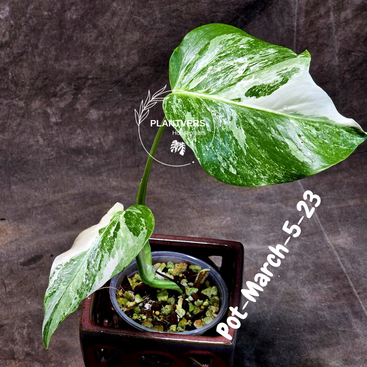 Variegated Monstera Albo - Rare Live Indoor Houseplant - Easy Care Collector Plant - *EXACT PLANT* - US Seller