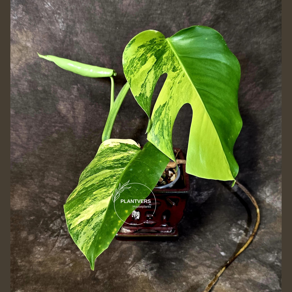 Monstera Aurea Variegated Plant - Rare EXACT Plant - (June-18-01)