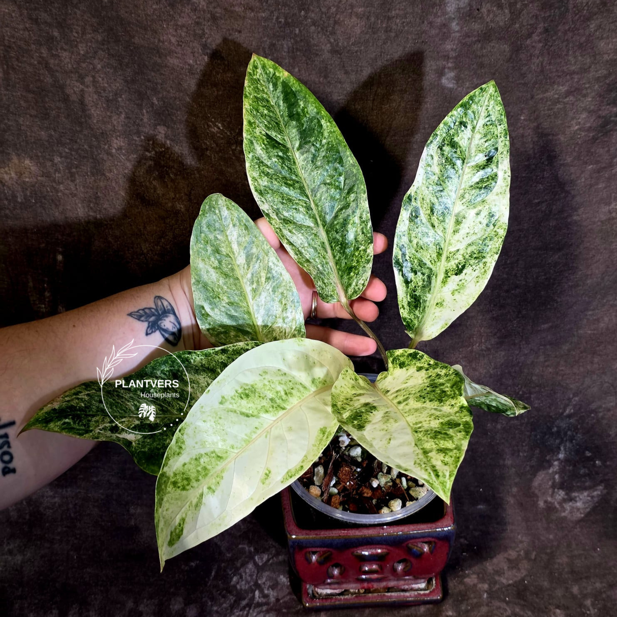 Anthurium Renaissance Variegated - Rare Exact Plant - (June-18-02)