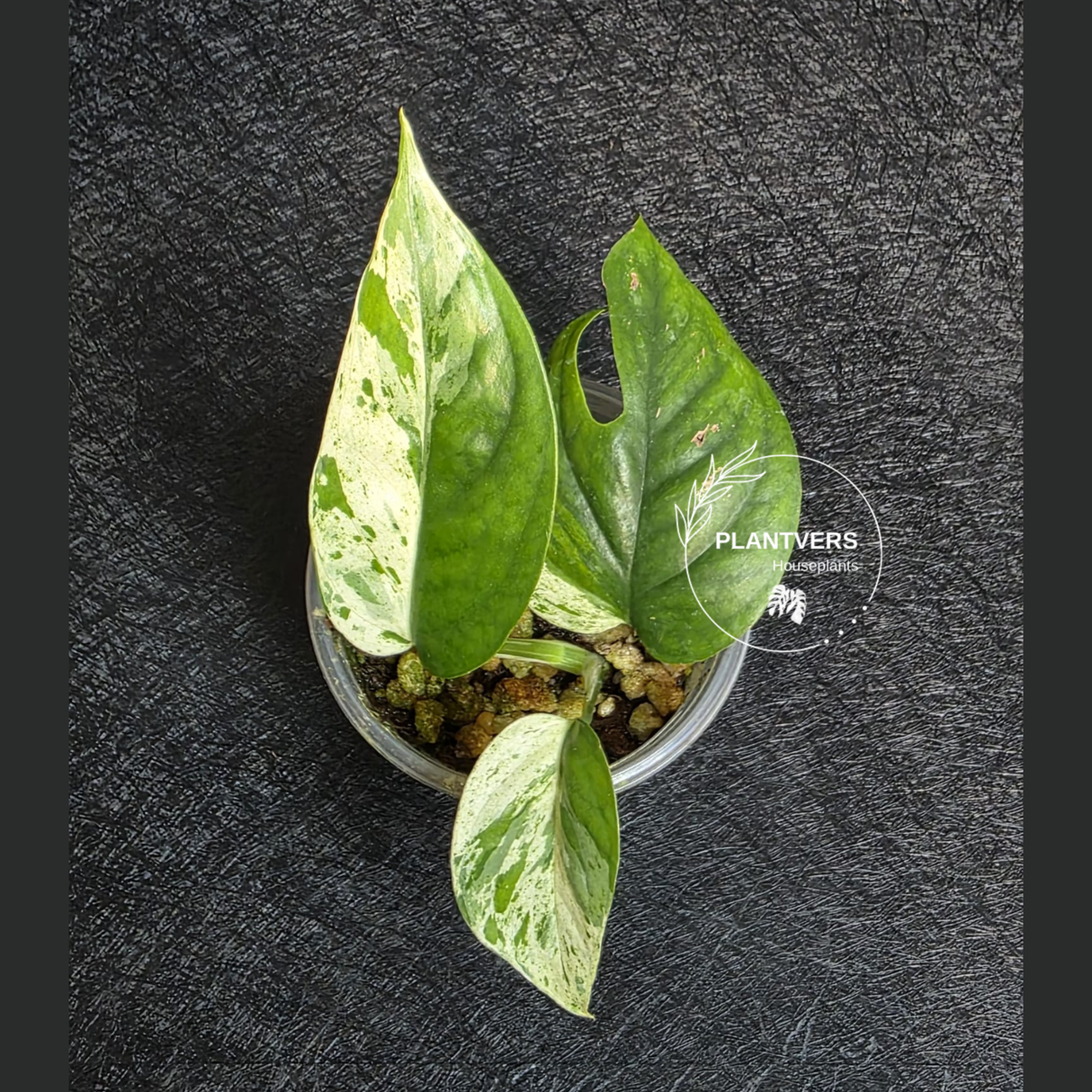Variegated Epipremnum Pinnatum Albo - Exact Plant - US Seller