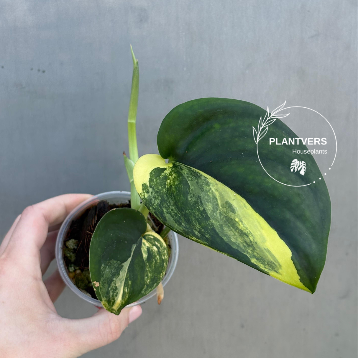 Variegated Scindapsus Pictus 'Jade Satin' Plant - Rare Collector Plant - SAME Plant - US Seller