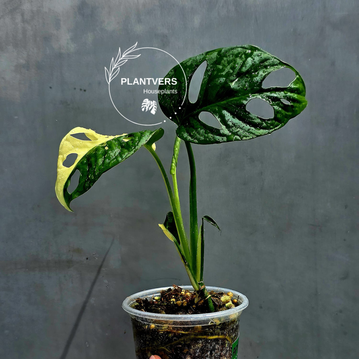 Variegated Monstera Adansonii Albo Live Plant -Rare Swiss Cheese EXACT Same Plant - Beginners Plant - US Seller