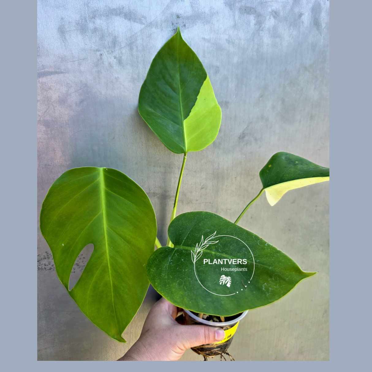 Monstera Aurea Variegated Borsigiana - Rare EXACT Plant - (May-29-12)