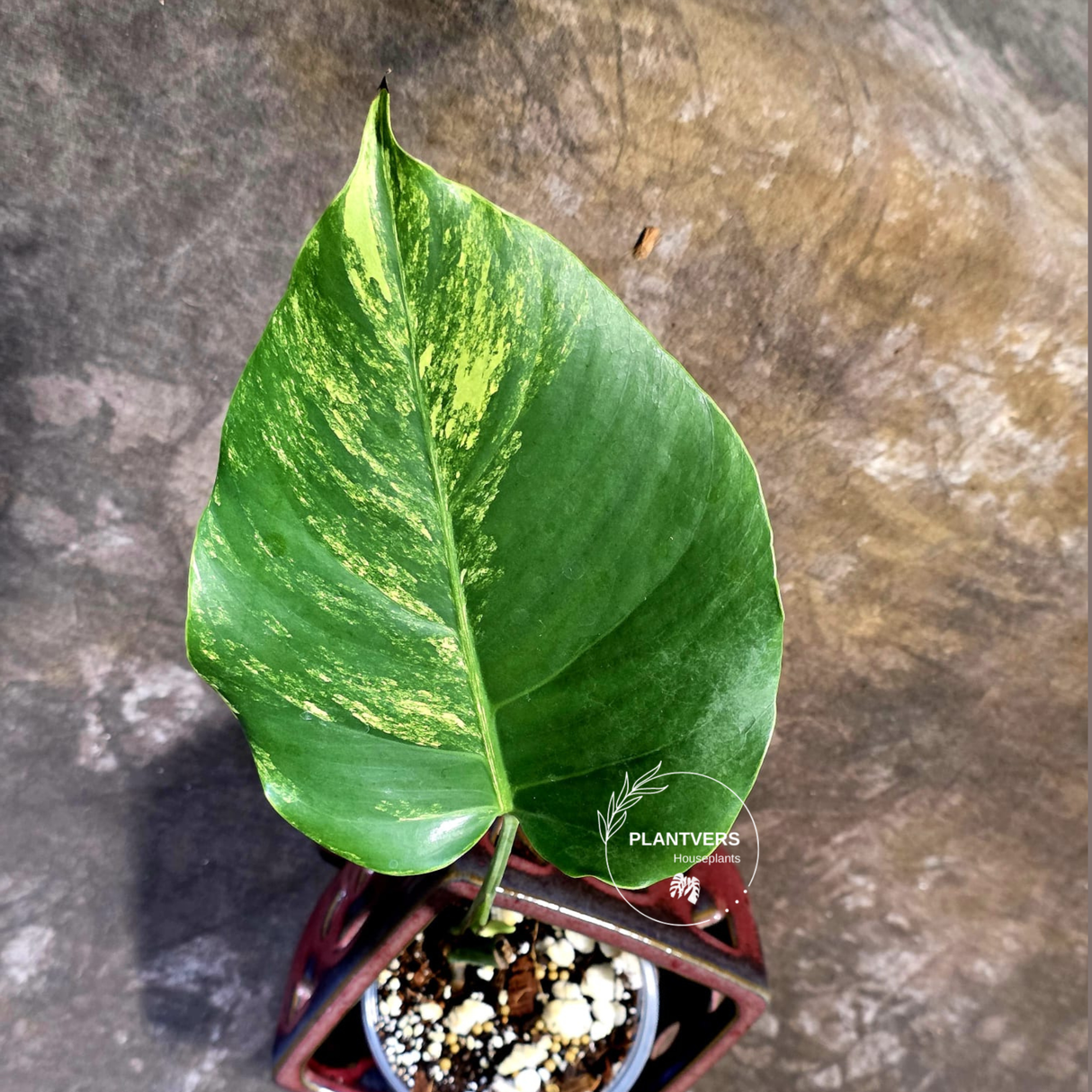Monstera Borsigiana Aurea Variegated - Rare Exact Plant - (June-22-23)