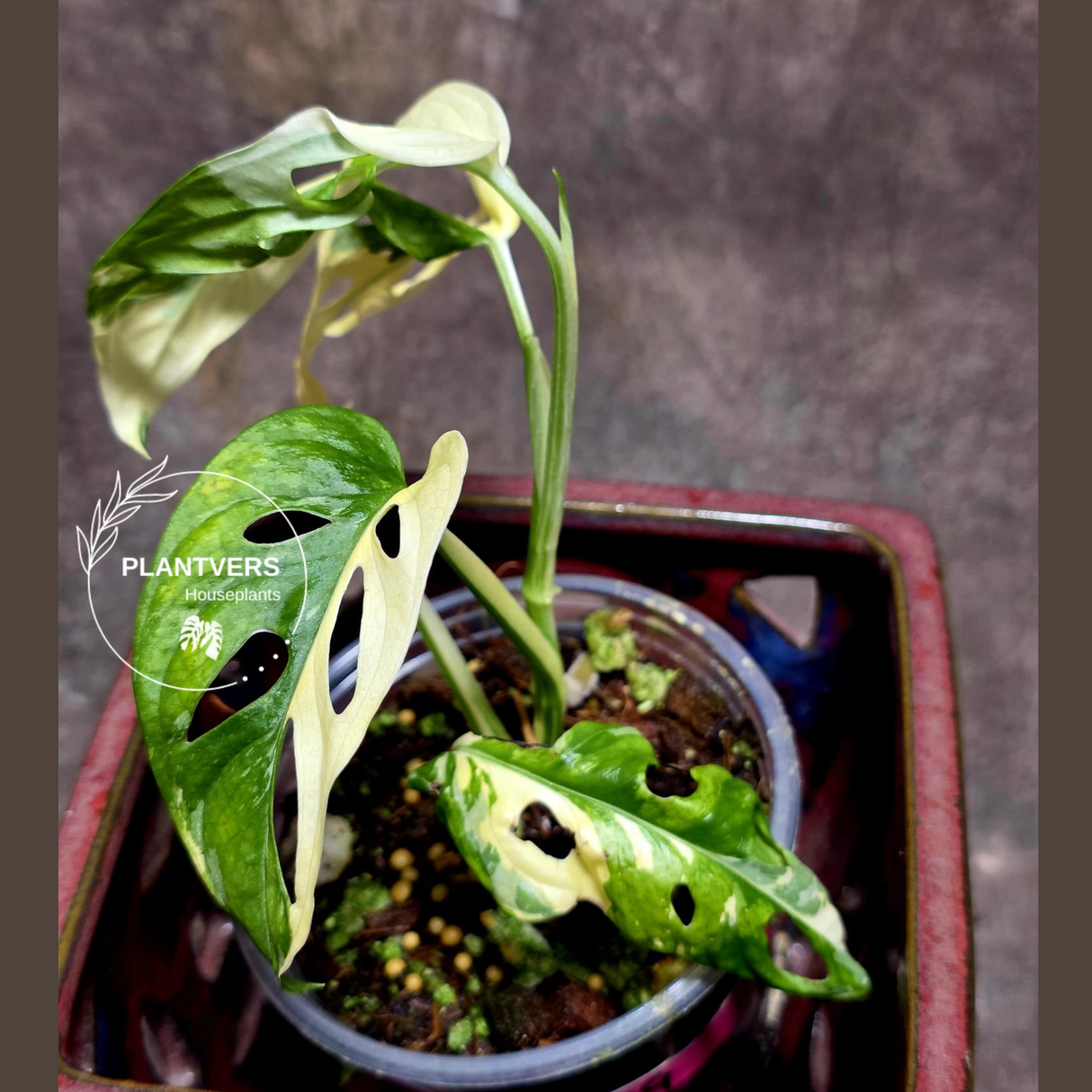 Variegated White Monstera Adansonii Albo - Rare Collector Swiss Cheese Plant - Exact Plant - US Seller