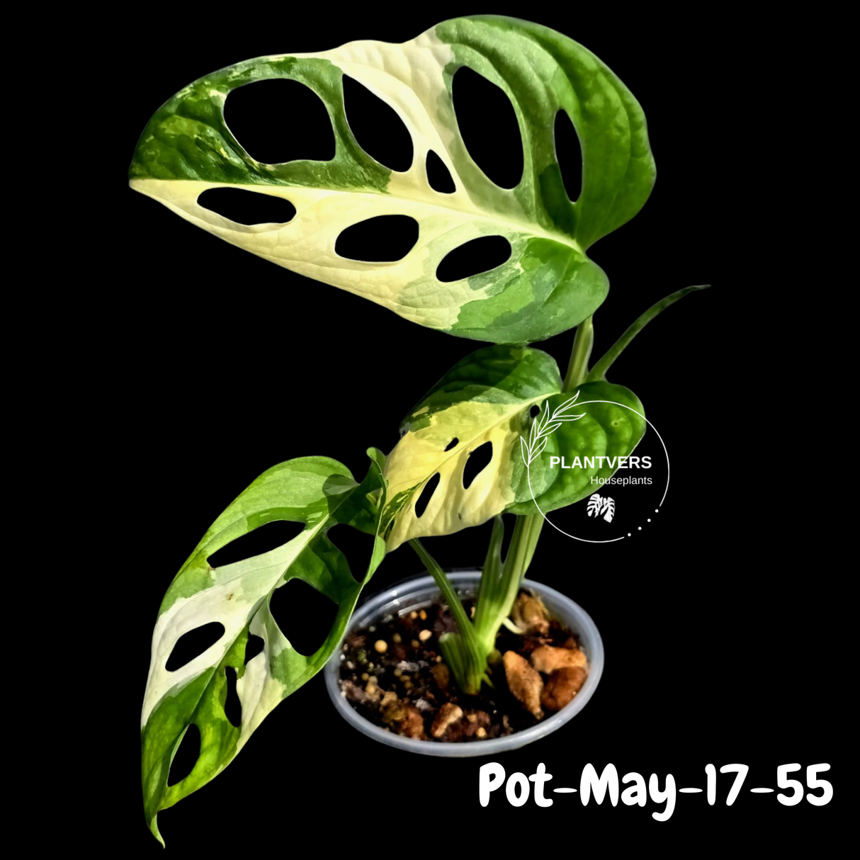 Variegated Monstera Adansonii Albo Plant - Rare Swiss Cheese EXACT Same Plant - US Seller