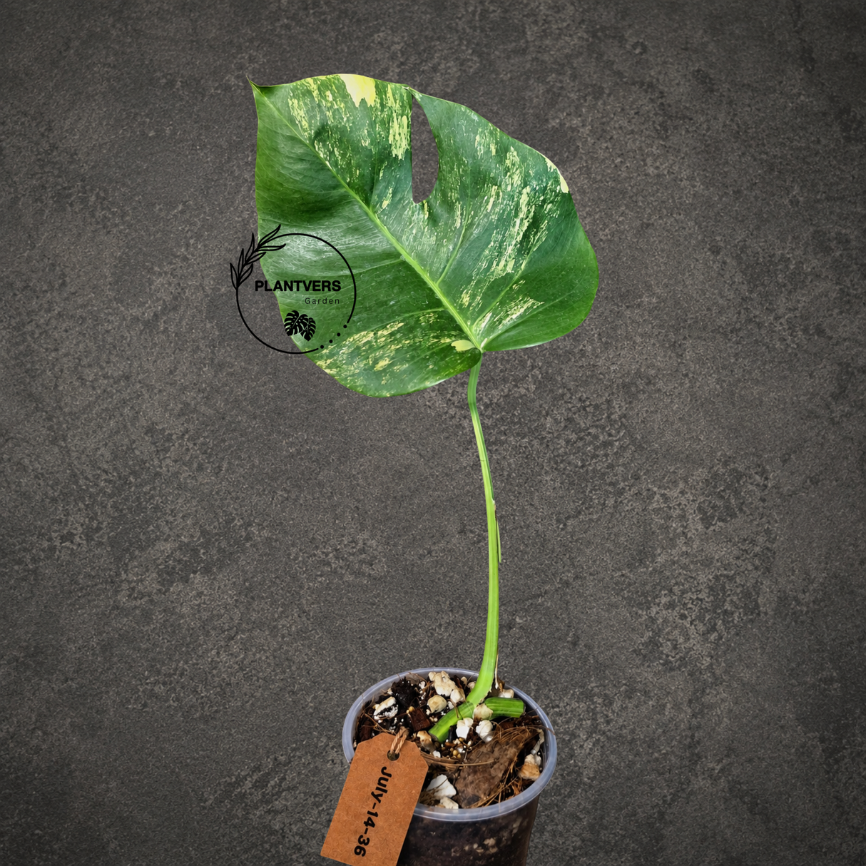 Monstera Aurea Variegated Borsigiana - Exact Plant - (July-14-36)
