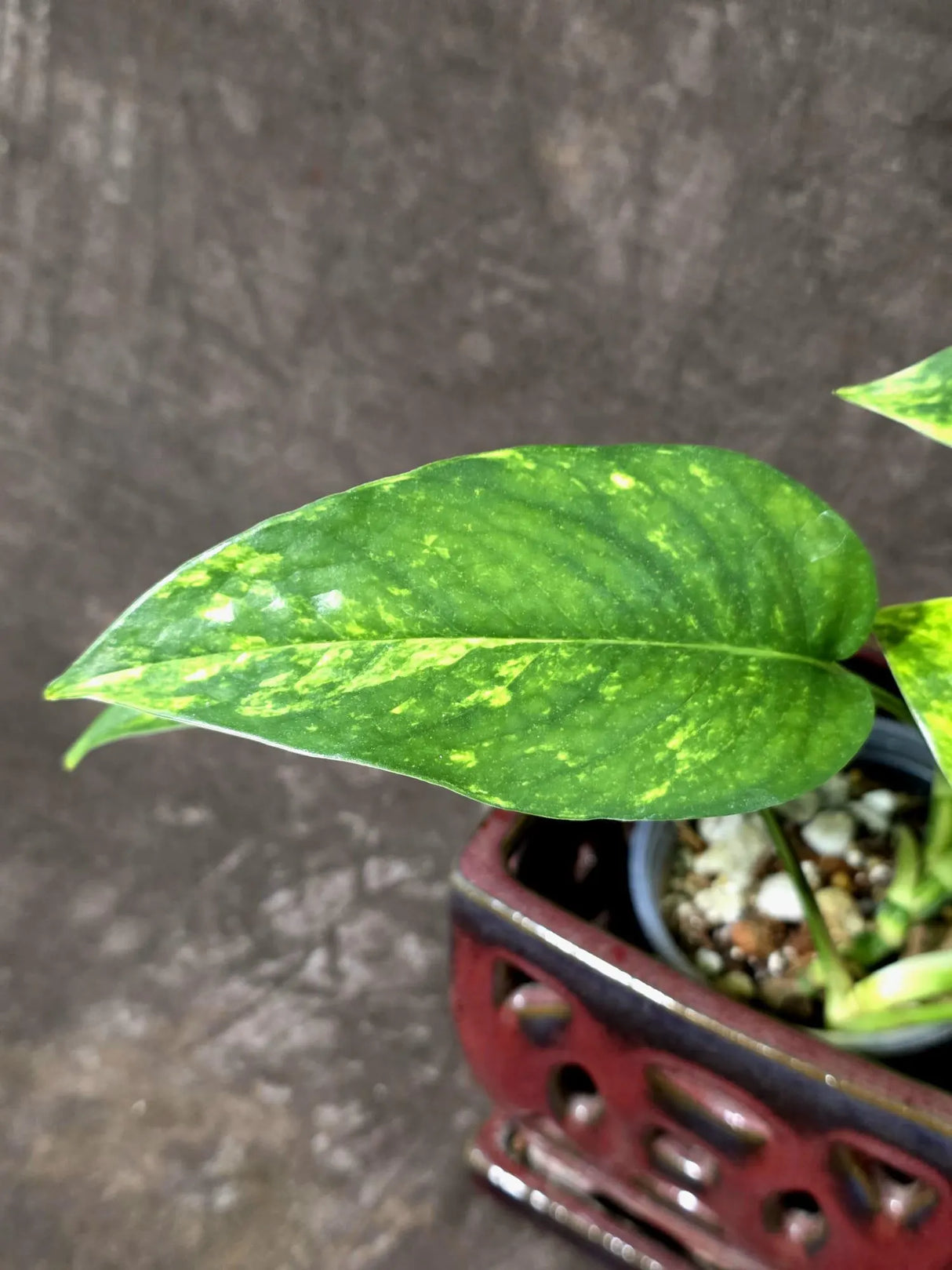 Rare Variegated Golden Flame Epipremnum Pinnatum - (June-21-58)