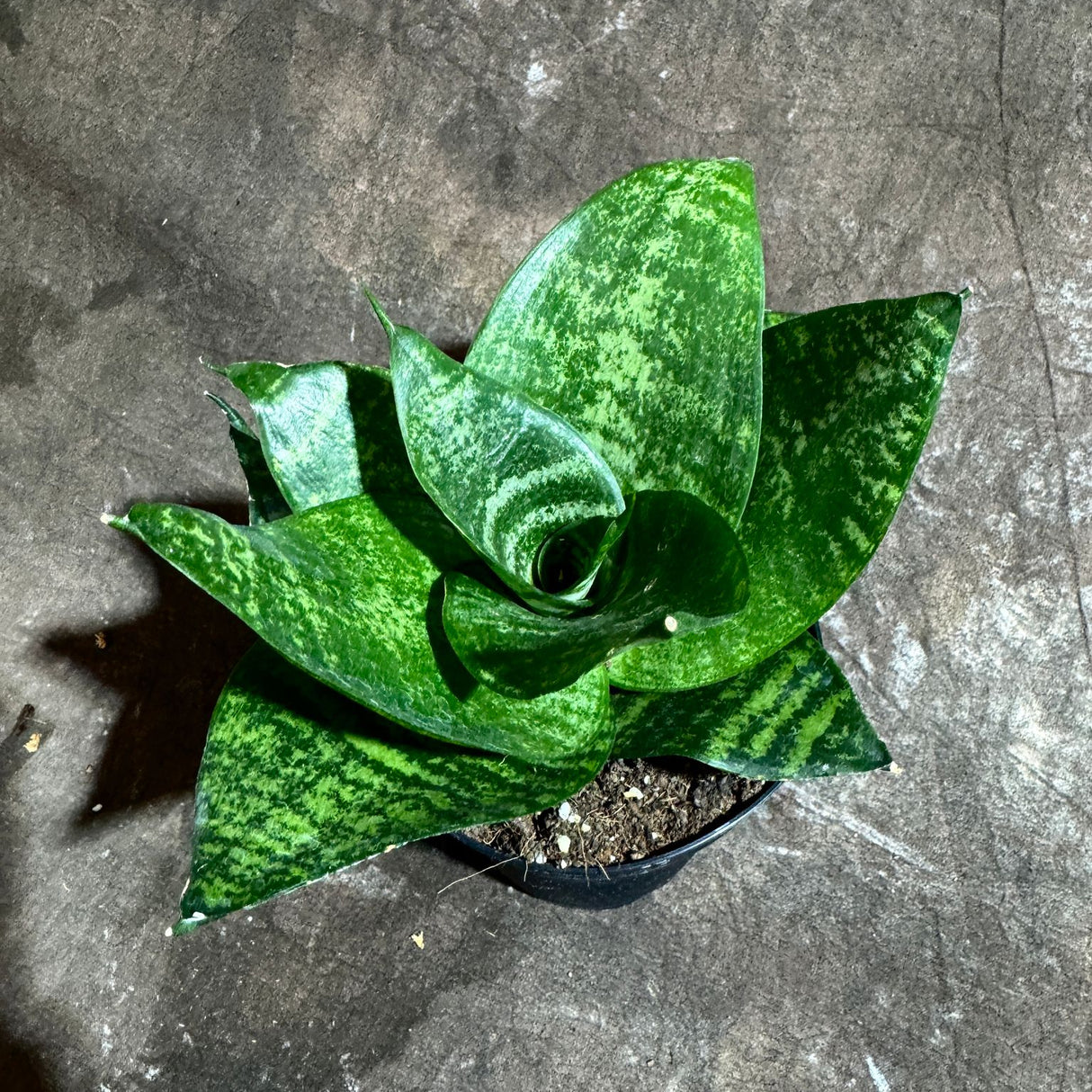 Sanseveria Star in a 4" Nursery Pot - Green Snake Plant - Low Light Easy Care Houseplant - Air Purifying Indoor Plant