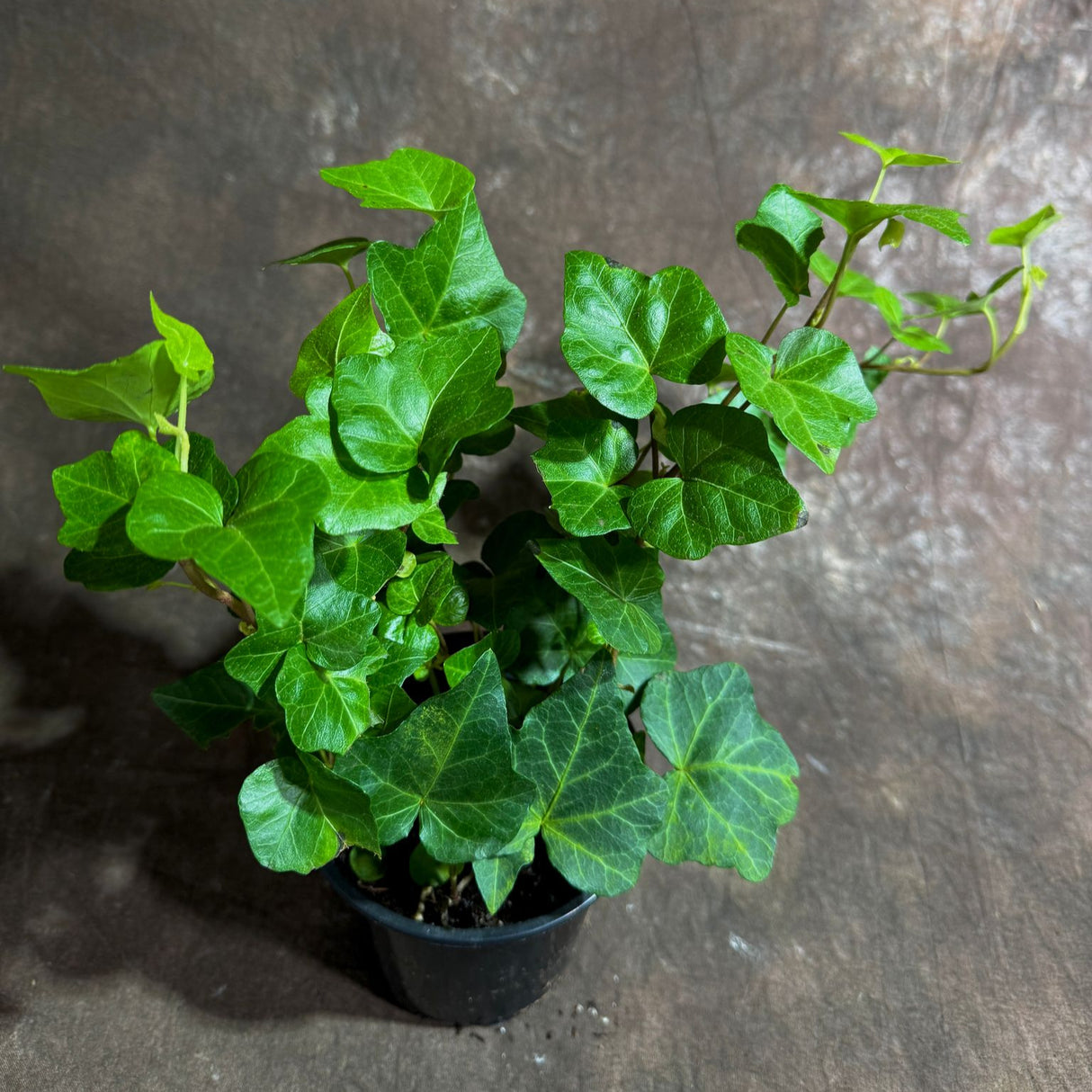 Green Ivy Live Plant in a 4" Pot - English Ivy Indoor Vining Plant - Trailing Plant - Low Light Climbing Plant - Easy Care House Plant