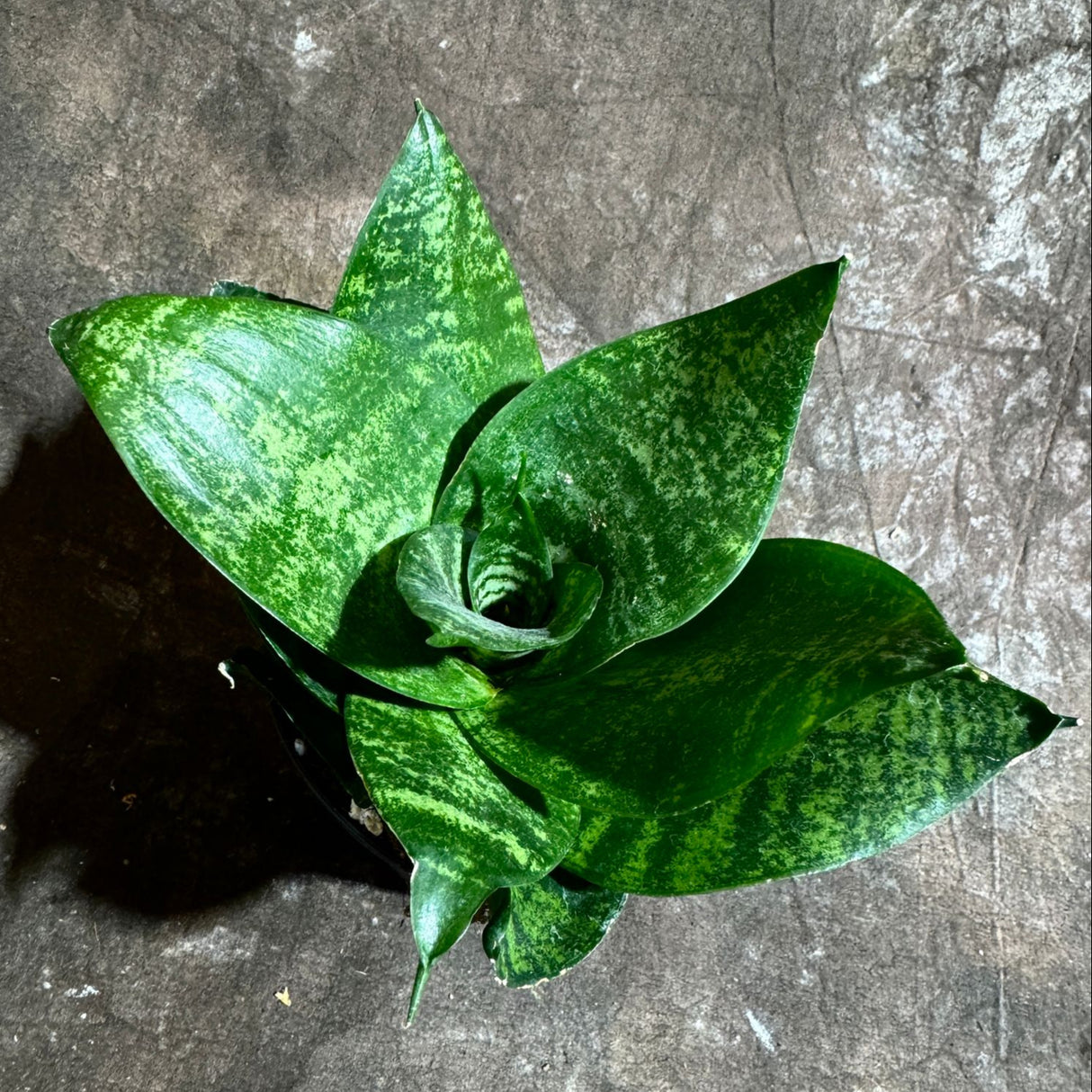 Sanseveria Star in a 4" Nursery Pot - Green Snake Plant - Low Light Easy Care Houseplant - Air Purifying Indoor Plant