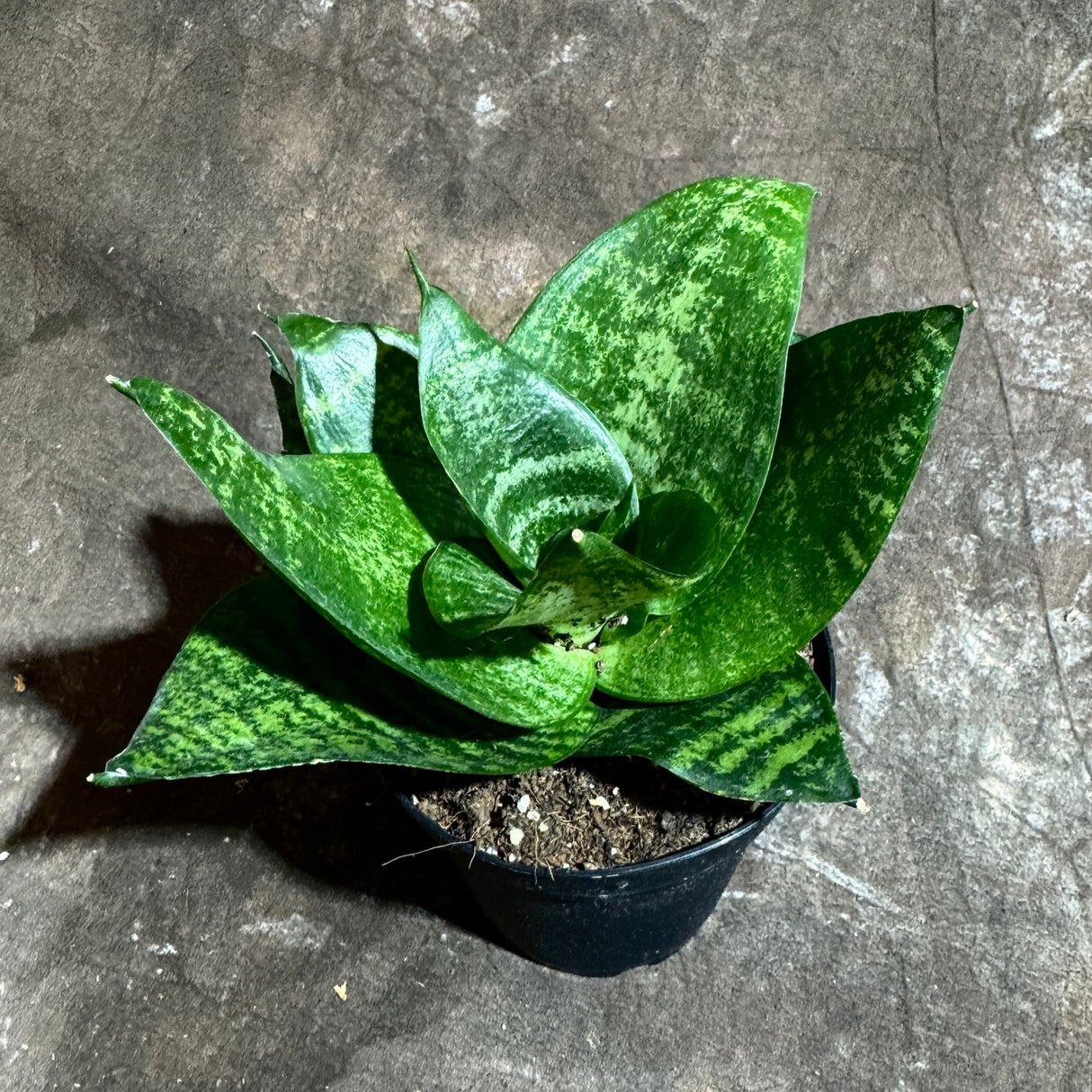Sanseveria Star in a 4" Nursery Pot - Green Snake Plant - Low Light Easy Care Houseplant - Air Purifying Indoor Plant
