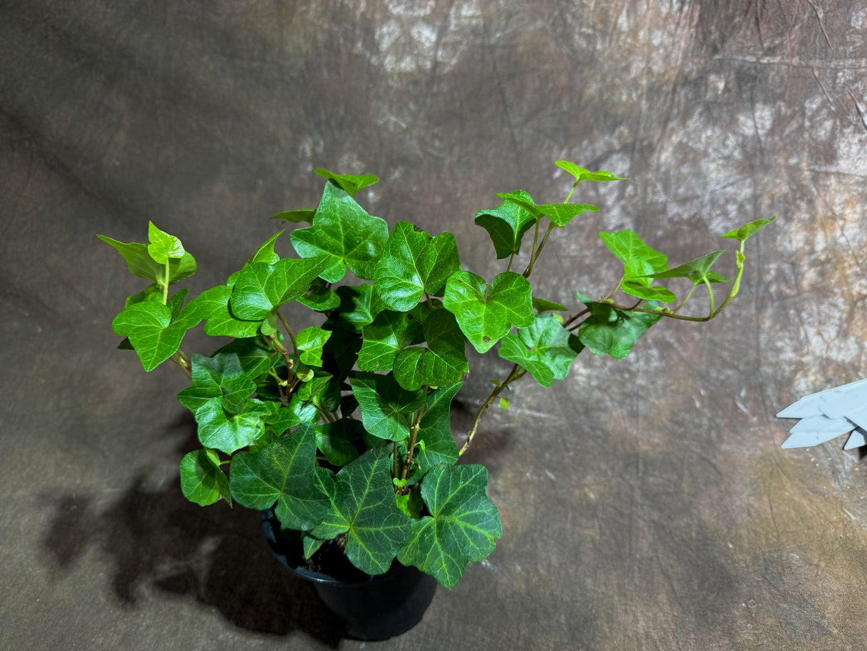 Green Ivy Live Plant in a 4" Pot - English Ivy Indoor Vining Plant - Trailing Plant - Low Light Climbing Plant - Easy Care House Plant