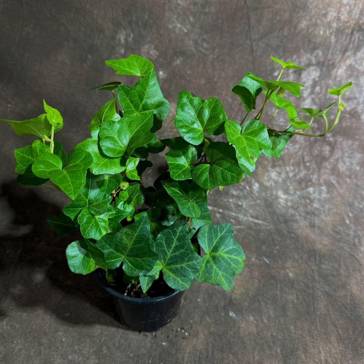 Green Ivy Live Plant in a 4" Pot - English Ivy Indoor Vining Plant - Trailing Plant - Low Light Climbing Plant - Easy Care House Plant