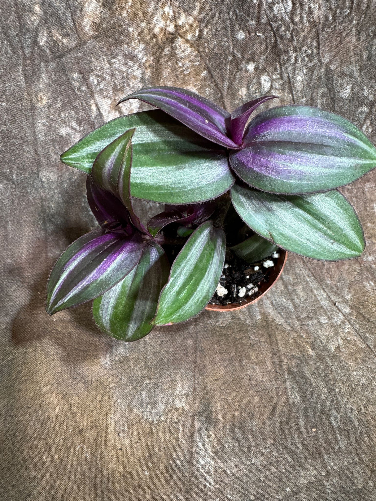 Silver Wandering Jew in a 2" Nursery Pot - Low Maintenance Vining Houseplant - Easy Care Indoor Plant