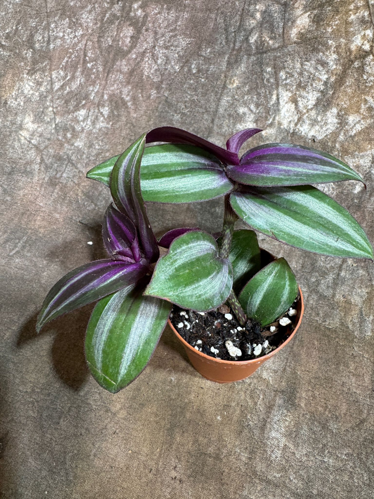 Silver Wandering Jew in a 2" Nursery Pot - Low Maintenance Vining Houseplant - Easy Care Indoor Plant