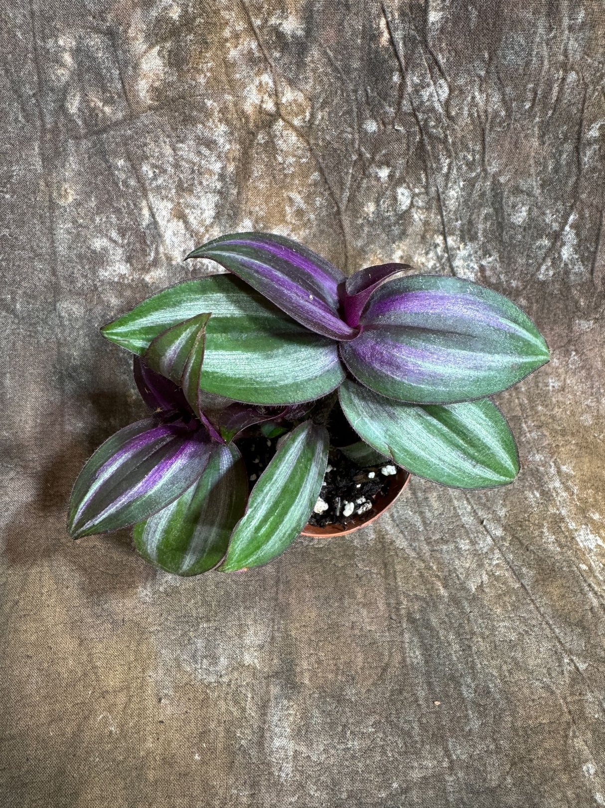Silver Wandering Jew in a 2" Nursery Pot - Low Maintenance Vining Houseplant - Easy Care Indoor Plant