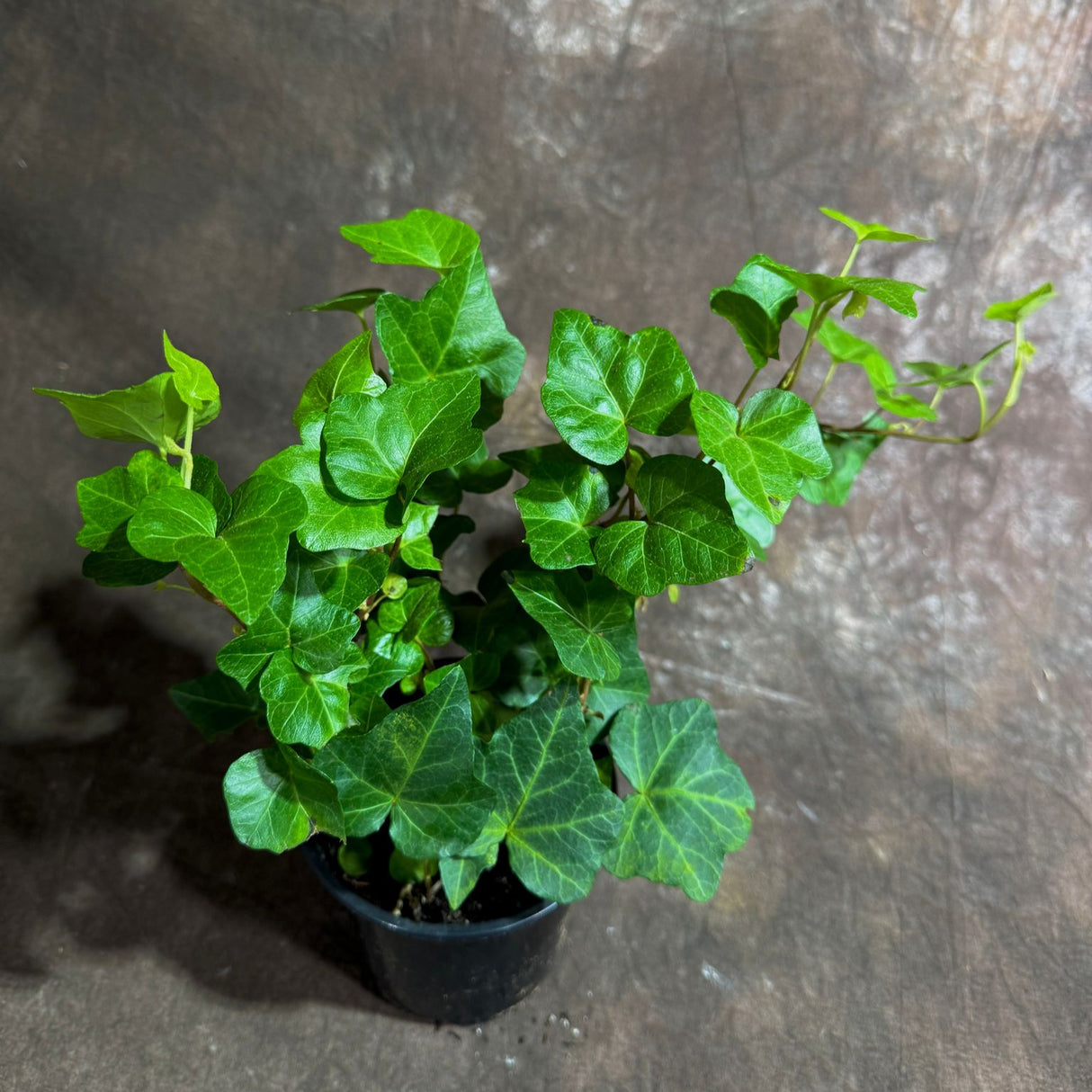 Green Ivy Live Plant in a 4" Pot - English Ivy Indoor Vining Plant - Trailing Plant - Low Light Climbing Plant - Easy Care House Plant