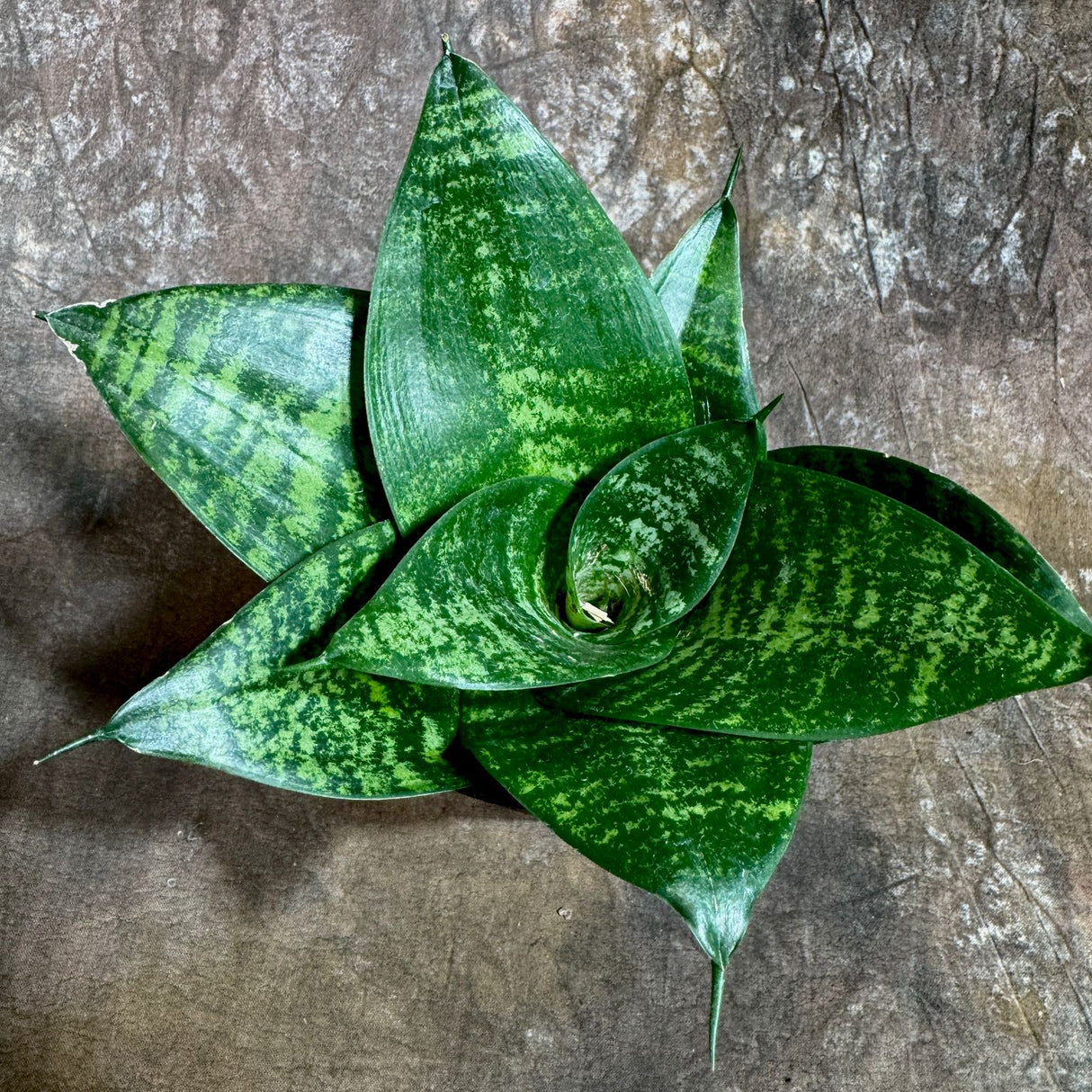 Sanseveria Star in a 4" Nursery Pot - Green Snake Plant - Low Light Easy Care Houseplant - Air Purifying Indoor Plant