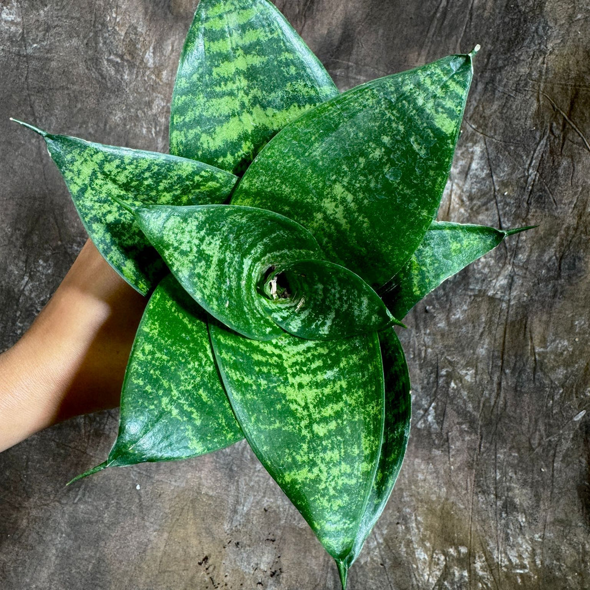 most rare snake plant Rare Sansevieria 'Forest Star' Snake Plant in a 4” Pot