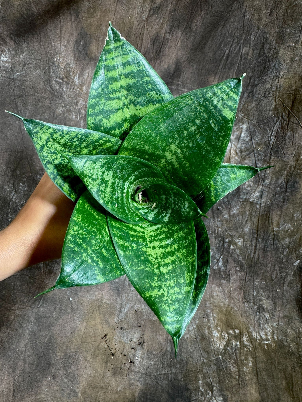 Sanseveria Star in a 4" Nursery Pot - Green Snake Plant - Low Light Easy Care Houseplant - Air Purifying Indoor Plant