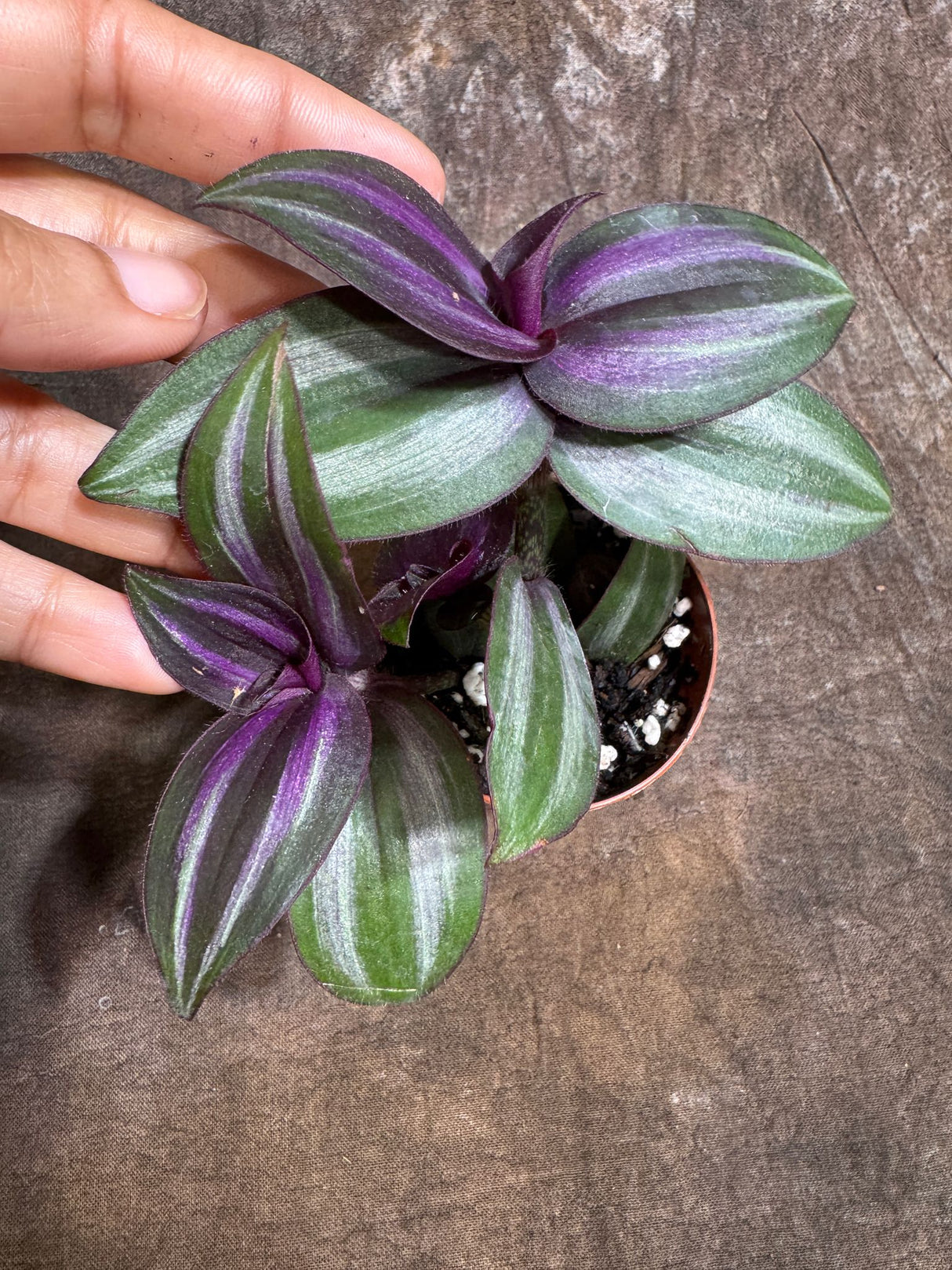 Silver Wandering Jew in a 2" Nursery Pot - Low Maintenance Vining Houseplant - Easy Care Indoor Plant