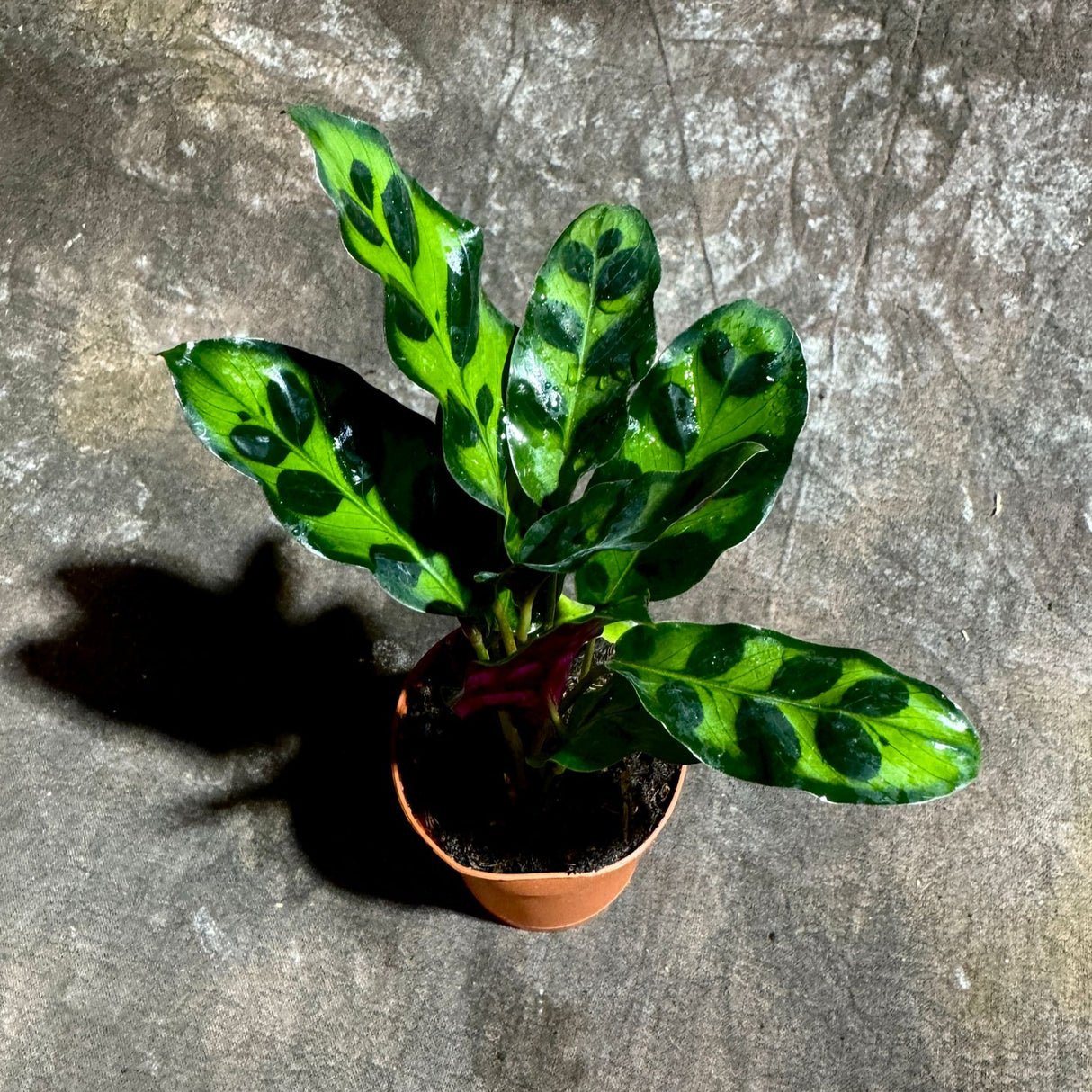 Calathea Lancifolia in a 2" Nursery Pot – Rattlesnake Plant – Tropical Pet-Friendly Indoor Houseplant – Low-Light & Easy Care