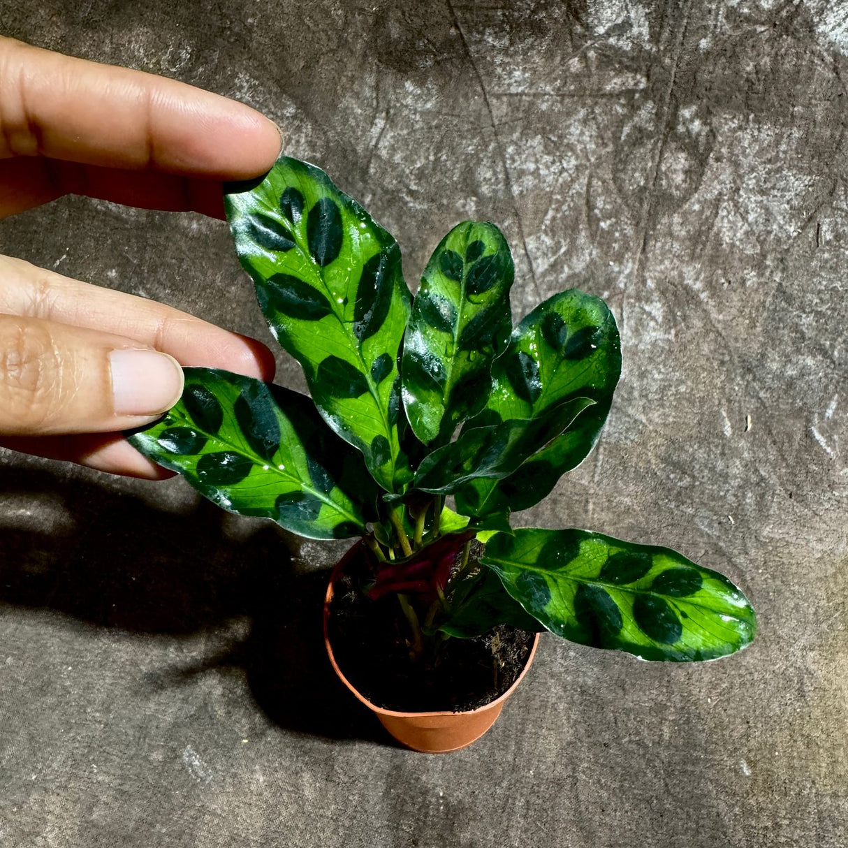 Calathea Lancifolia in a 2" Nursery Pot – Rattlesnake Plant – Tropical Pet-Friendly Indoor Houseplant – Low-Light & Easy Care
