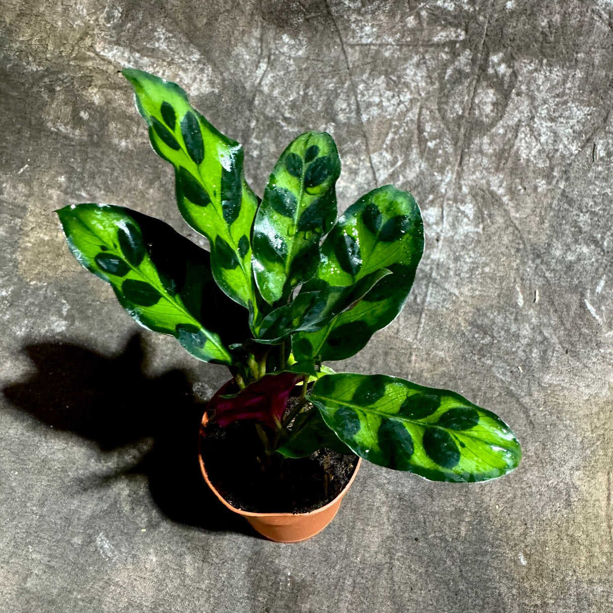 Calathea Lancifolia in a 2" Nursery Pot – Rattlesnake Plant – Tropical Pet-Friendly Indoor Houseplant – Low-Light & Easy Care