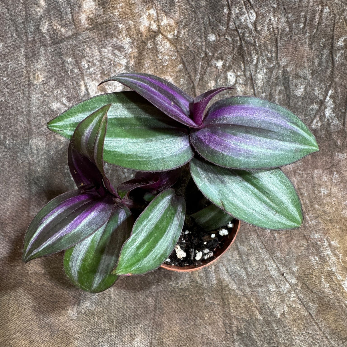 Silver Wandering Jew in a 2" Nursery Pot - Low Maintenance Vining Houseplant - Easy Care Indoor Plant