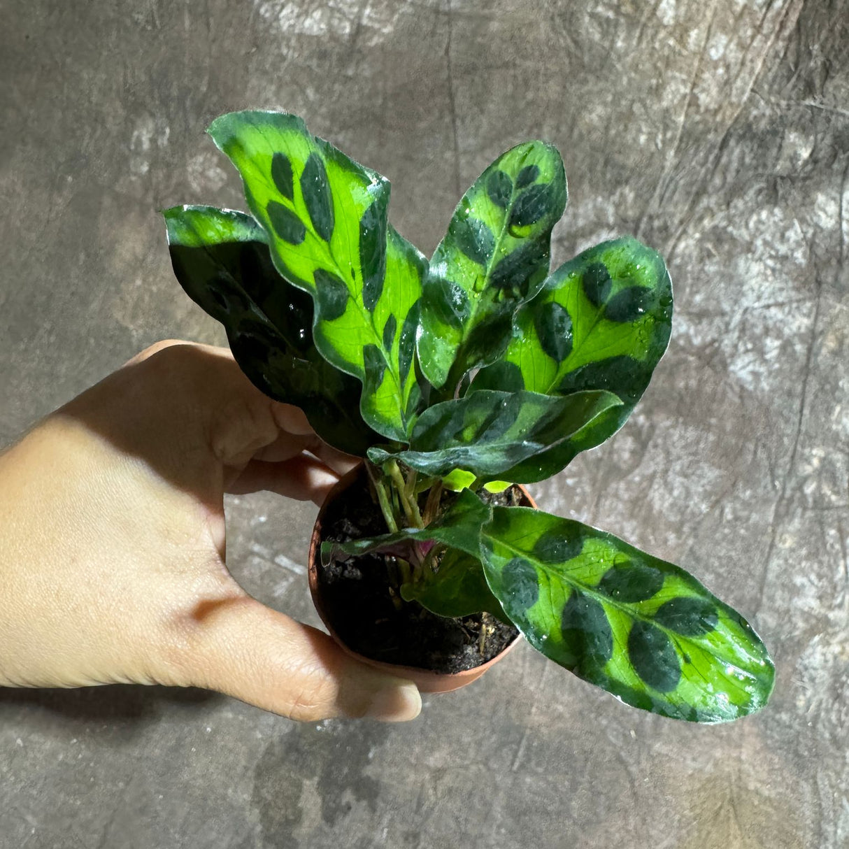 Calathea Lancifolia in a 2" Nursery Pot – Rattlesnake Plant – Tropical Pet-Friendly Indoor Houseplant – Low-Light & Easy Care