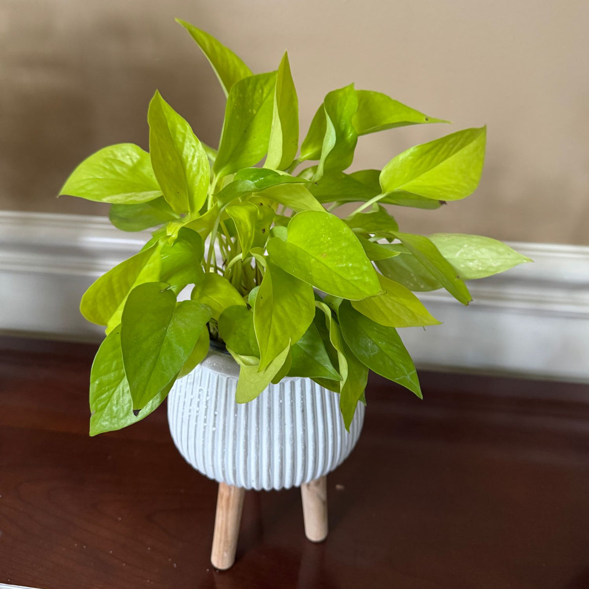 Neon Pothos in a 4" Nursery Pot - Lime Green Epipremnum Pinnatum - Low Light Indoor Plant - Vining Houseplant - Low Maintenance Plant