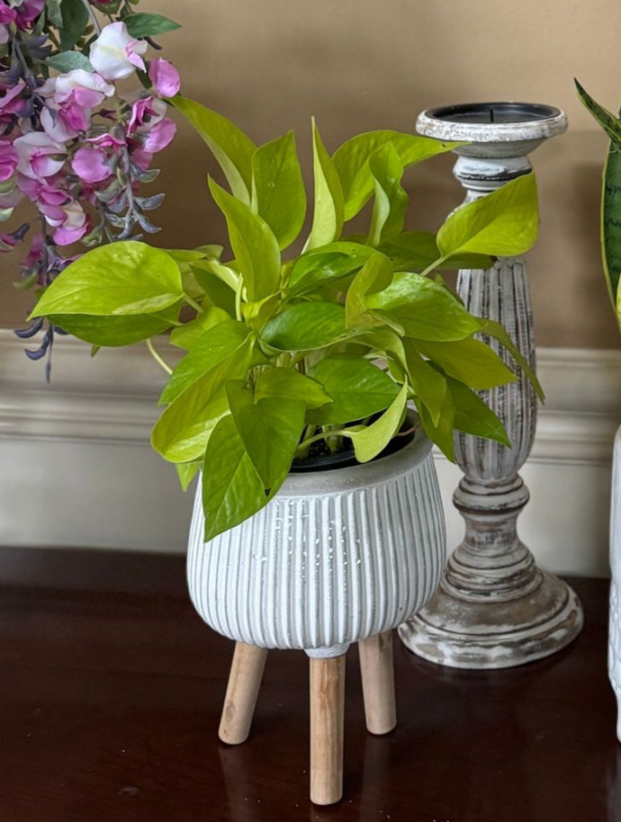 Neon Pothos in a 4" Nursery Pot - Lime Green Epipremnum Pinnatum - Low Light Indoor Plant - Vining Houseplant - Low Maintenance Plant