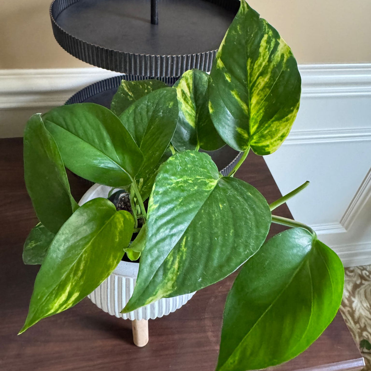 Golden Pothos in a 3" Nursery Pot – Epipremnum Aureum – Live Vining Plant – Low Maintenance Indoor Plant – Air Purifying Houseplant – Easy Indoor Climbing Vine (Copy)