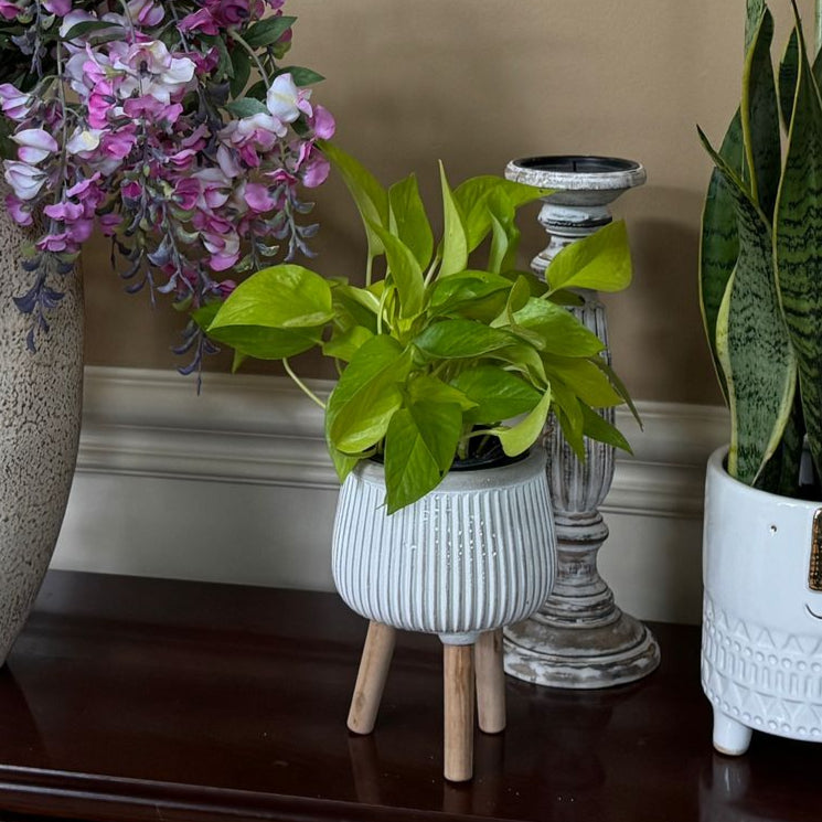 Neon Pothos in a 4" Nursery Pot - Lime Green Epipremnum Pinnatum - Low Light Indoor Plant - Vining Houseplant - Low Maintenance Plant