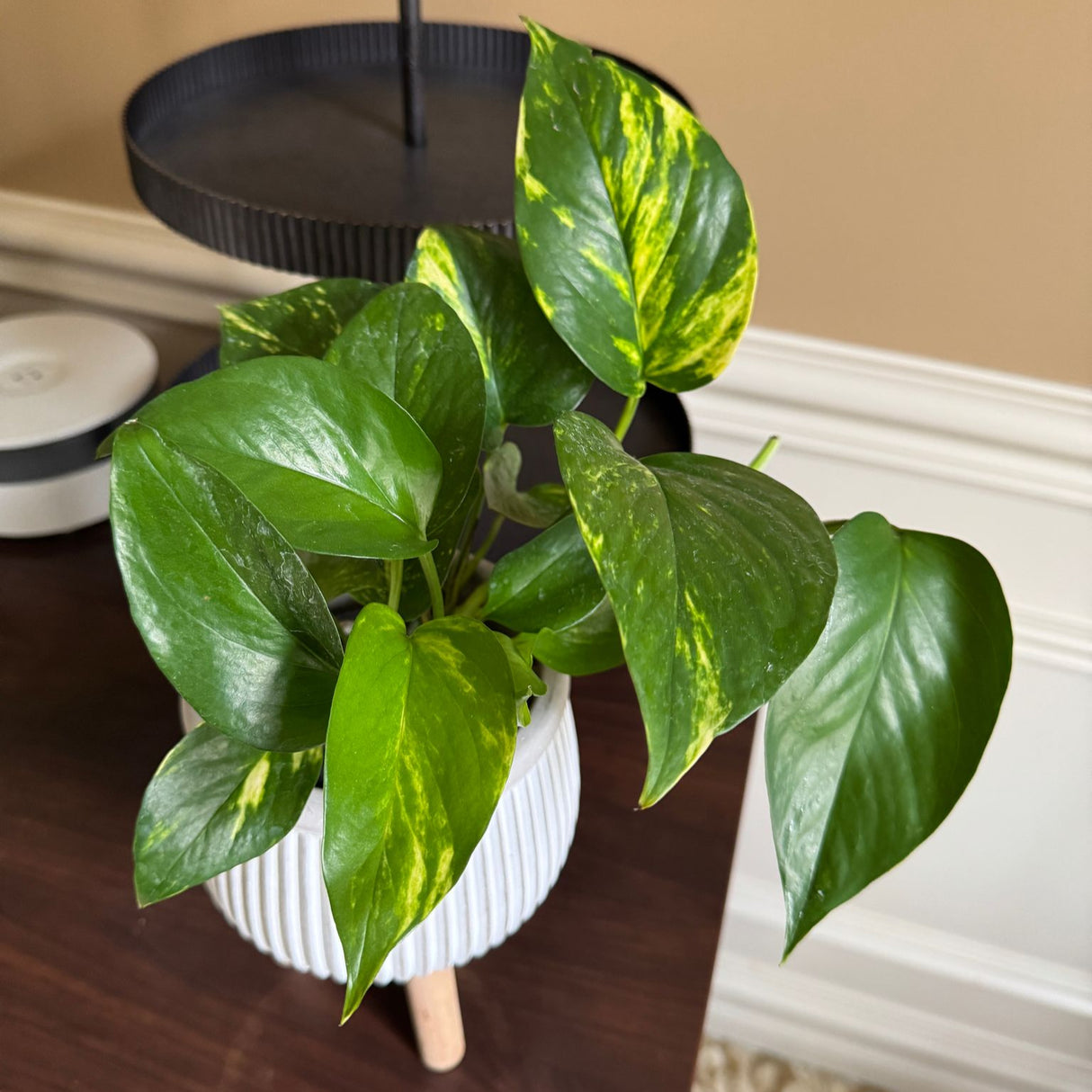 Golden Pothos in a 3" Nursery Pot – Epipremnum Aureum – Live Vining Plant – Low Maintenance Indoor Plant – Air Purifying Houseplant – Easy Indoor Climbing Vine (Copy)