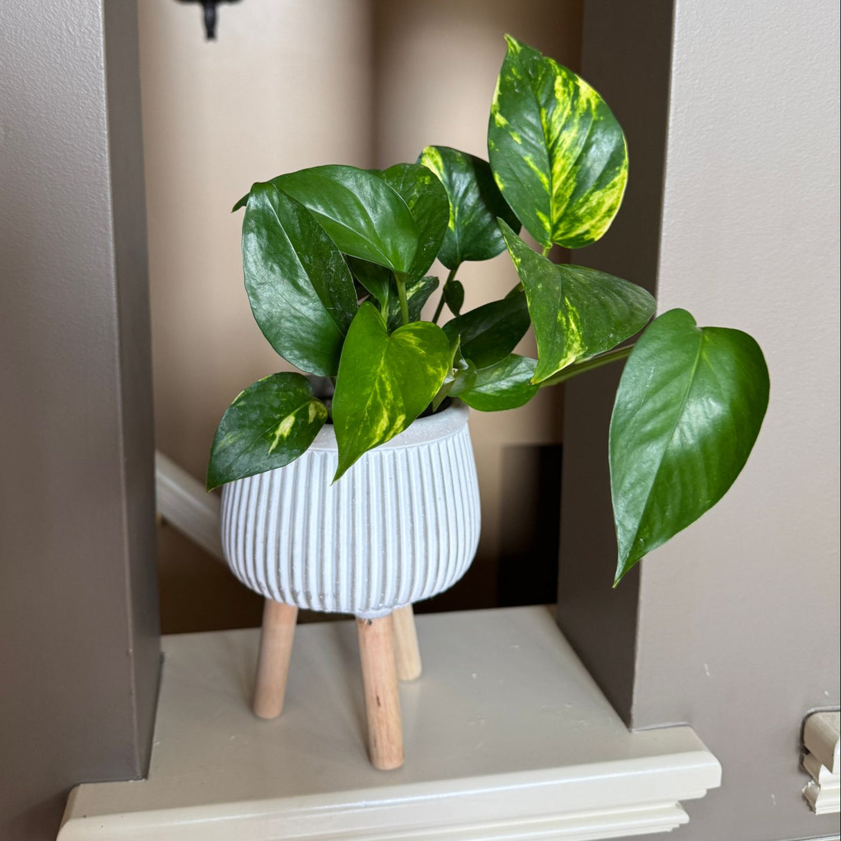 Golden Pothos in a 3" Nursery Pot – Epipremnum Aureum – Live Vining Plant – Low Maintenance Indoor Plant – Air Purifying Houseplant – Easy Indoor Climbing Vine (Copy)