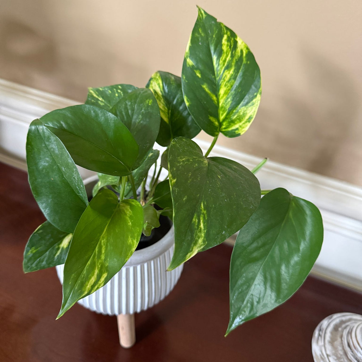 Golden Pothos in a 3" Nursery Pot – Epipremnum Aureum – Live Vining Plant – Low Maintenance Indoor Plant – Air Purifying Houseplant – Easy Indoor Climbing Vine (Copy)