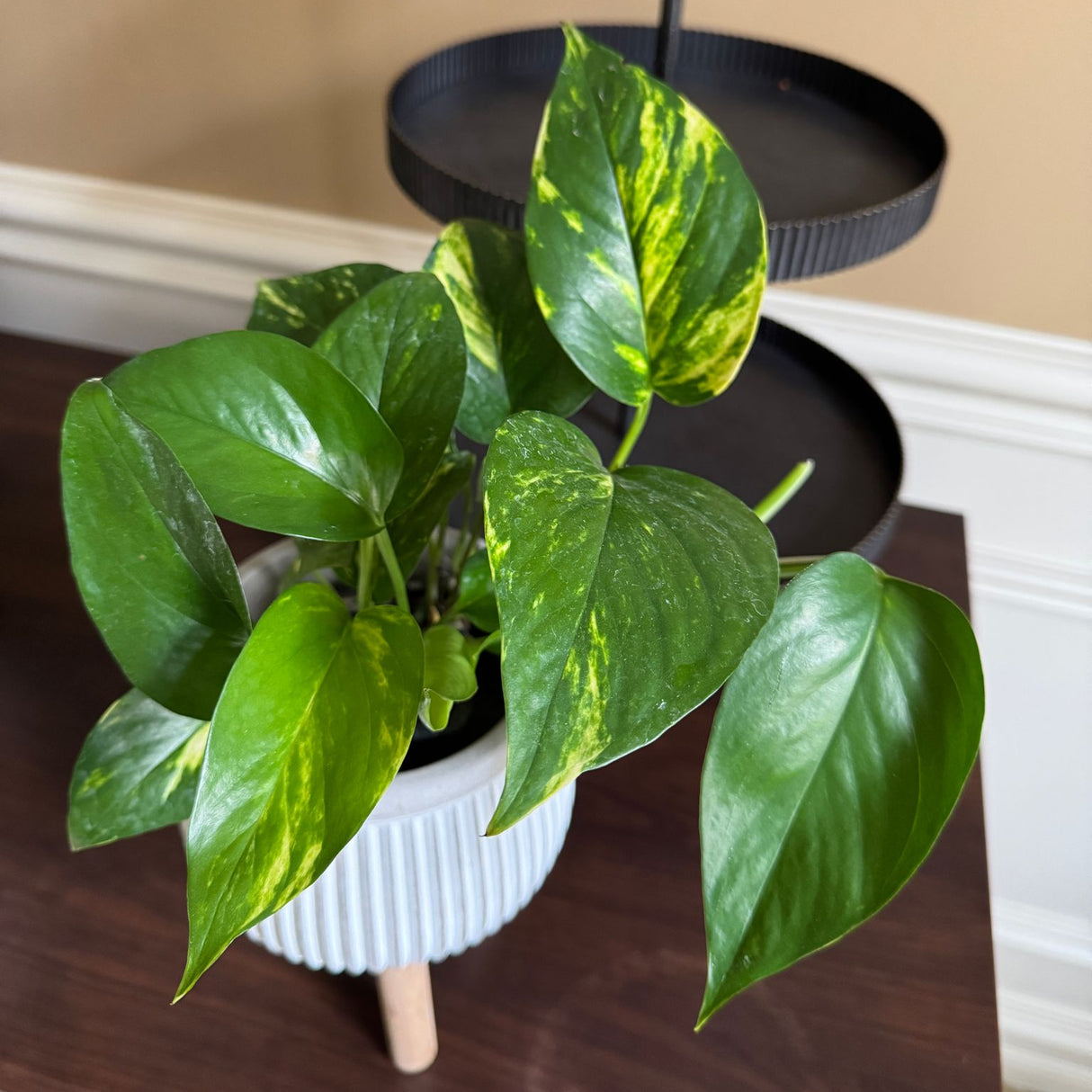 Golden Pothos in a 3" Nursery Pot – Epipremnum Aureum – Live Vining Plant – Low Maintenance Indoor Plant – Air Purifying Houseplant – Easy Indoor Climbing Vine (Copy)