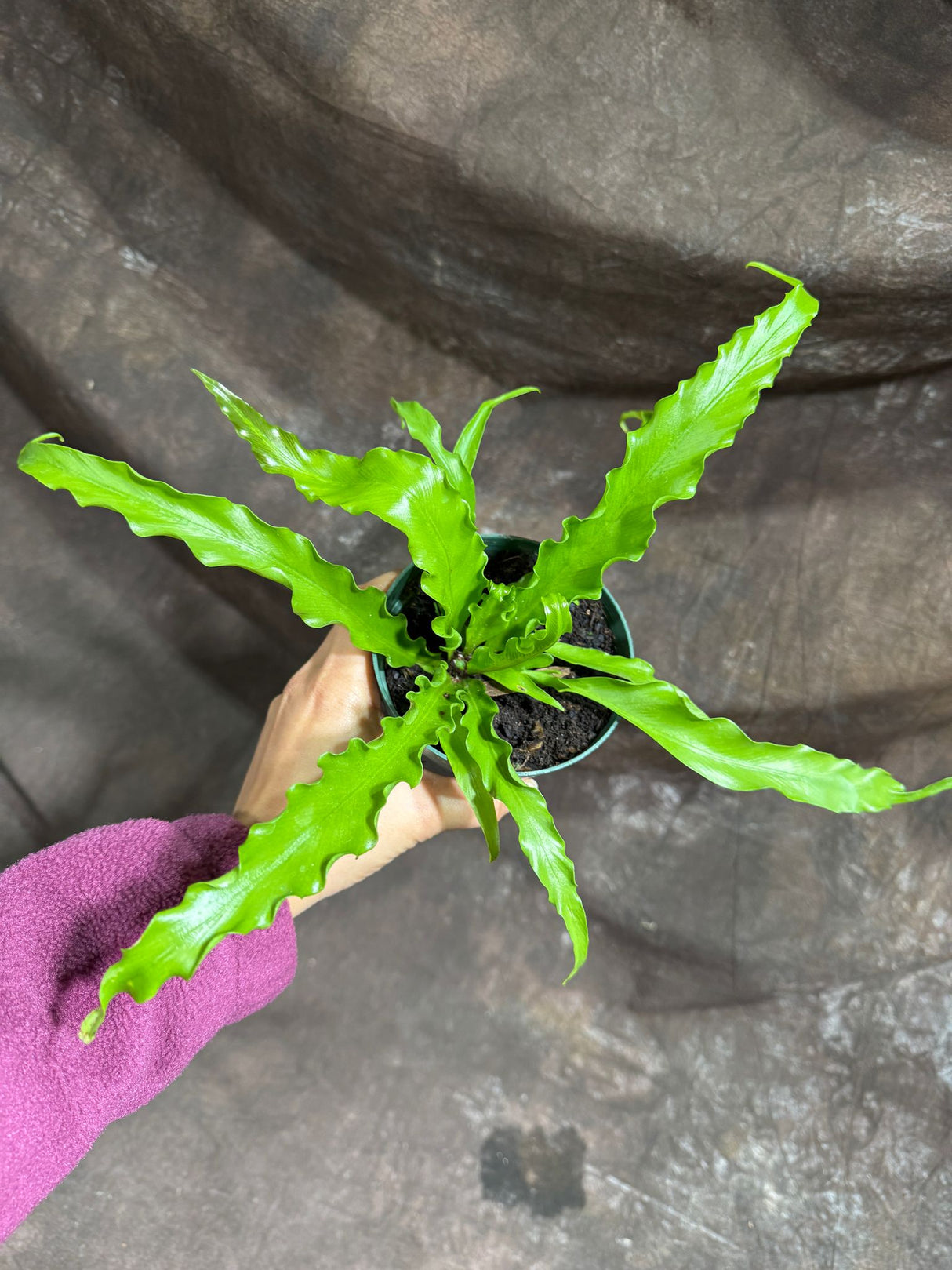 Japanese Bird's Nest Fern in a 4" Nursery Pot – Asplenium Nidus Antiquum – Osaka Fern – Crispy Wave Japanese Fern
