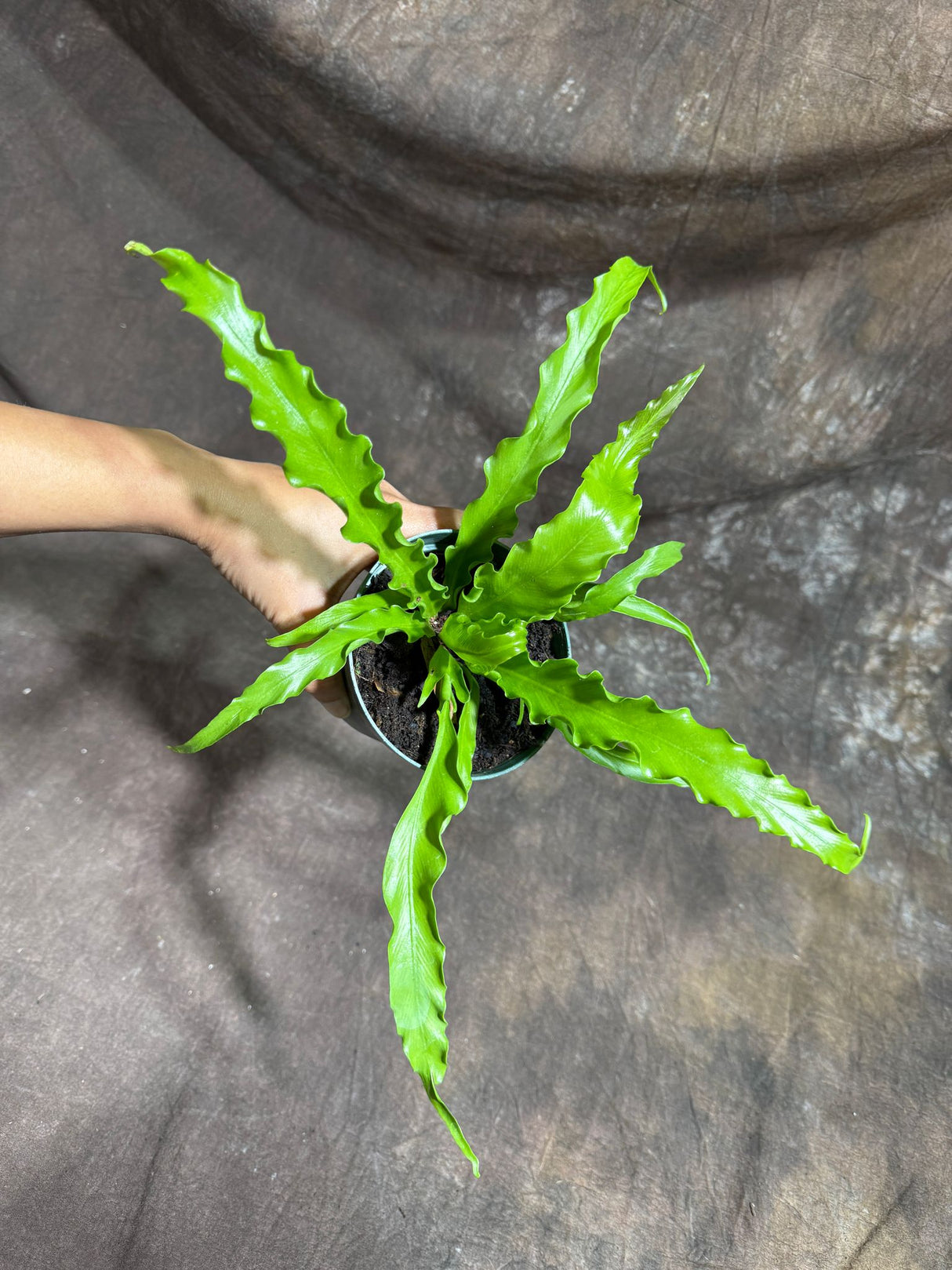 Japanese Bird's Nest Fern in a 4" Nursery Pot – Asplenium Nidus Antiquum – Osaka Fern – Crispy Wave Japanese Fern