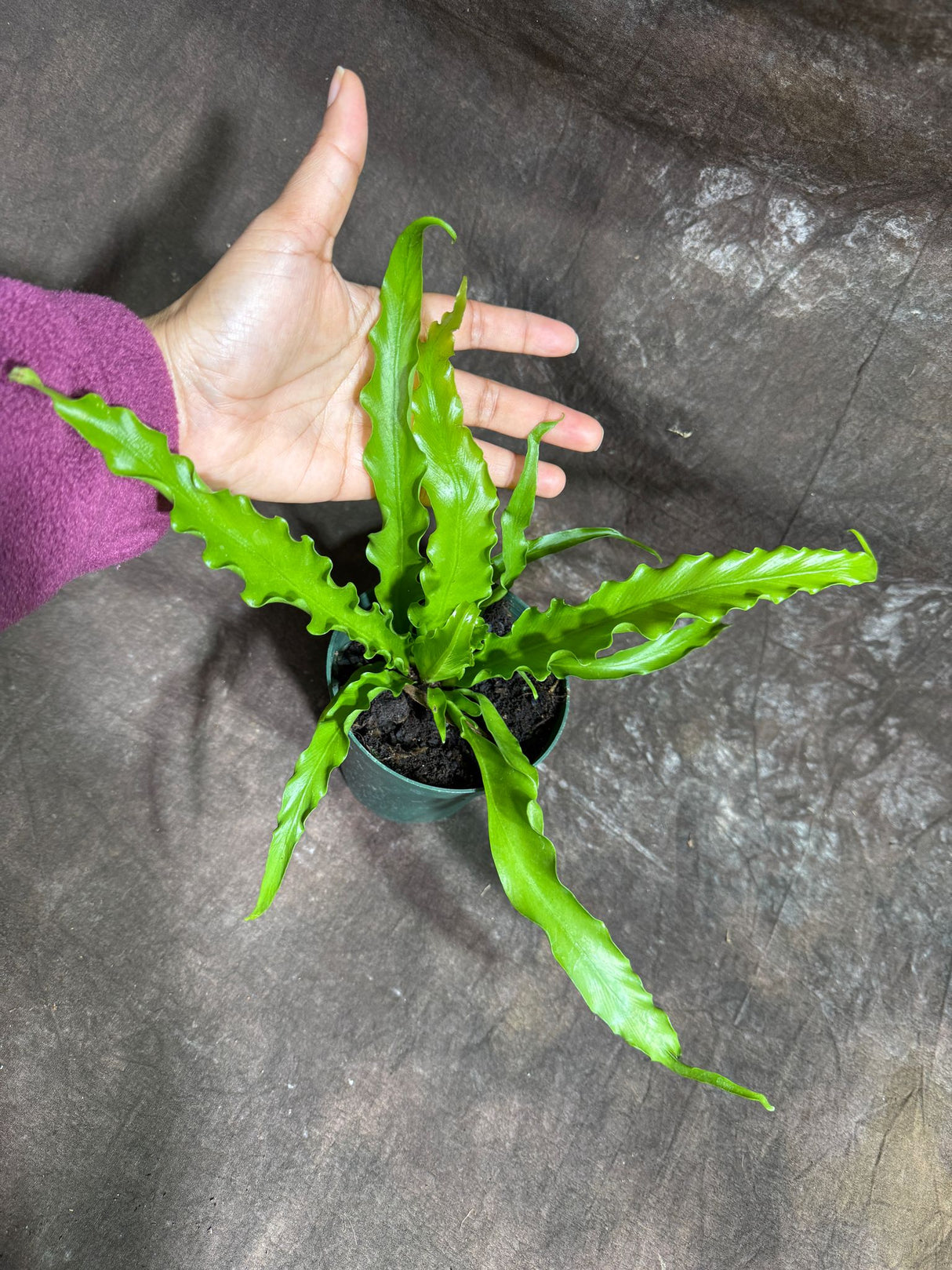 Japanese Bird's Nest Fern in a 4" Nursery Pot – Asplenium Nidus Antiquum – Osaka Fern – Crispy Wave Japanese Fern